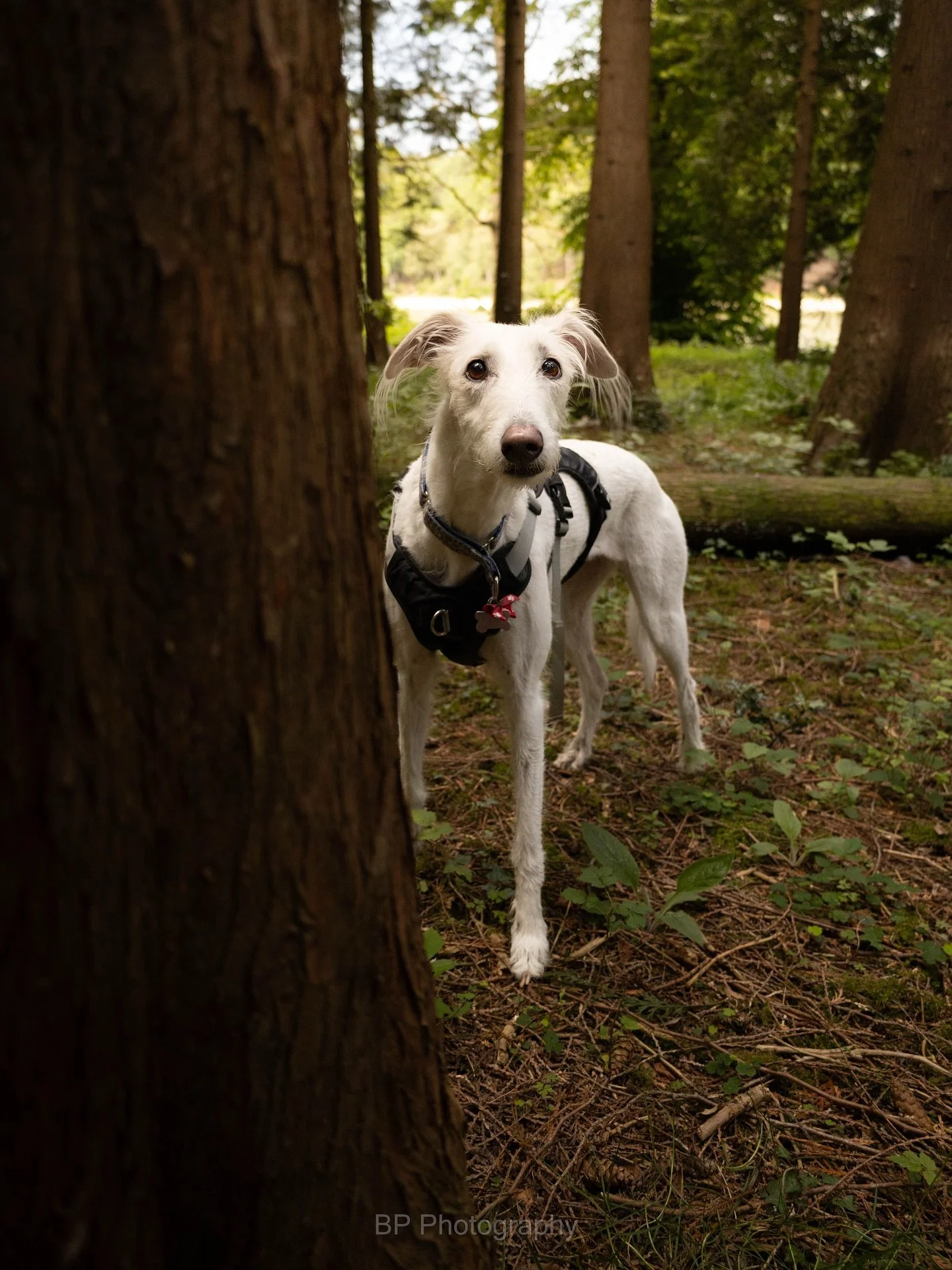Alert and adventurous &mdash; a quiet moment in the forest with a four-legged explorer 🐶🌿
&bull;
&bull;
&bull;
#dogsinthewoods #dogsofinstagram #lurcher #lurchersofinstagram #photography #photographer #dogportraits #dogphotography