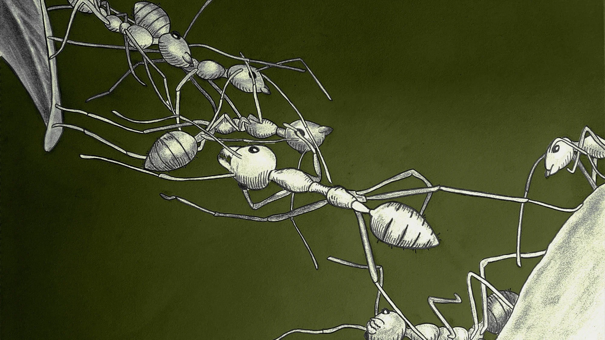 A graphite drawing of ants climbing over one another.
