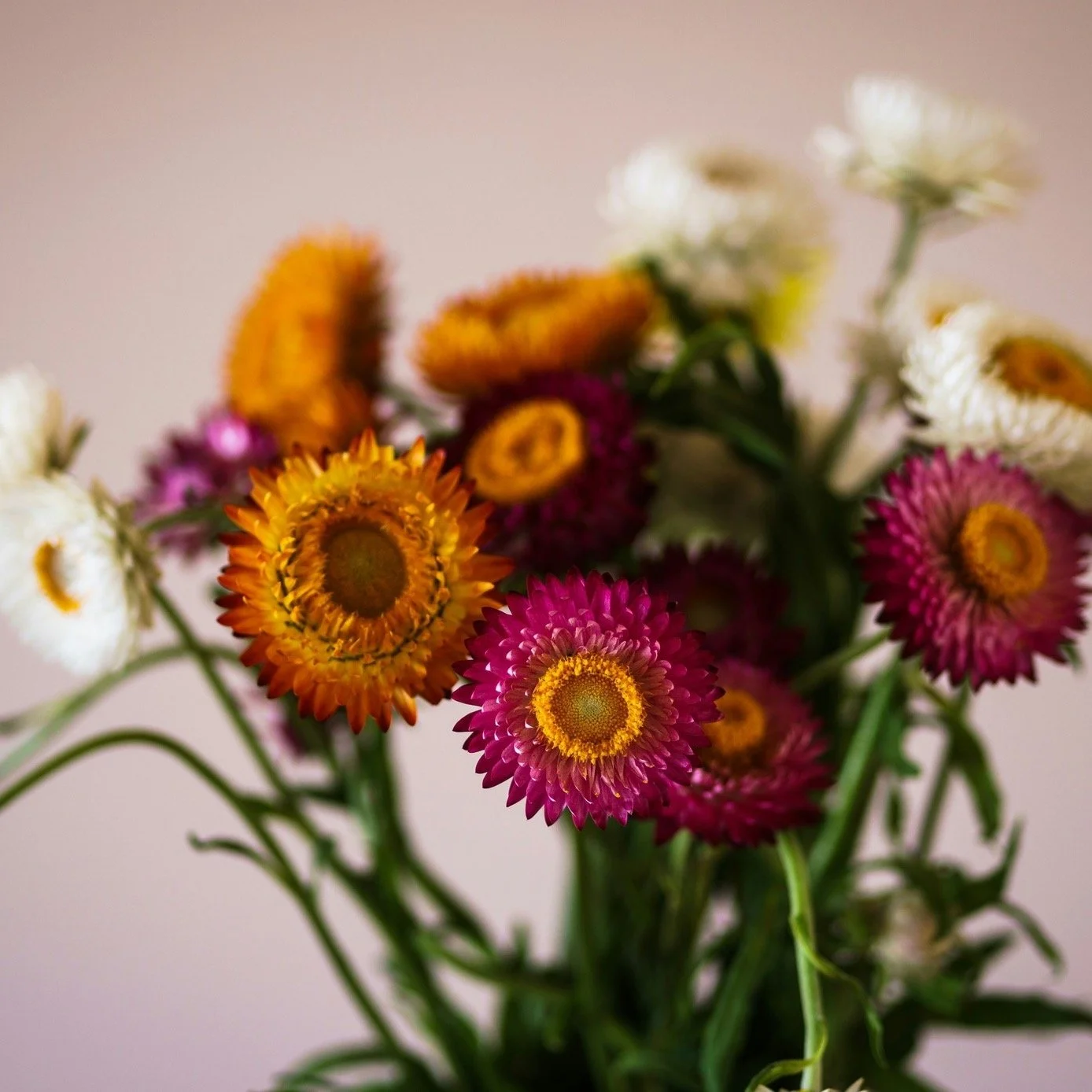 Welcome to Strawflower Design. My goal is to use grow this page to focus on creative maker activities - crochet, floral design, cooking, and more!