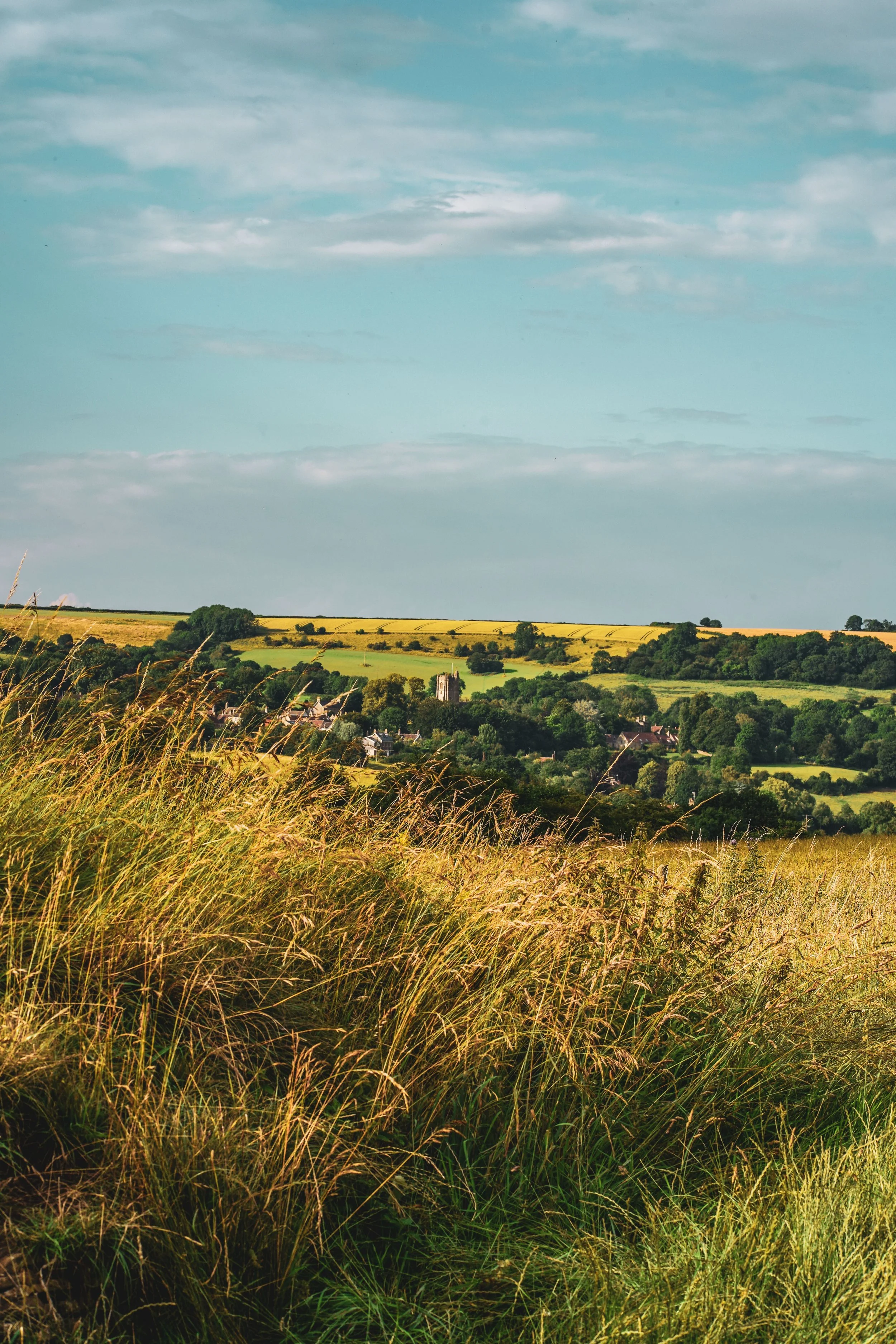 Field of tall, golden grass in foreground with rolling green hills and trees in the distance under a partly cloudy blue sky.