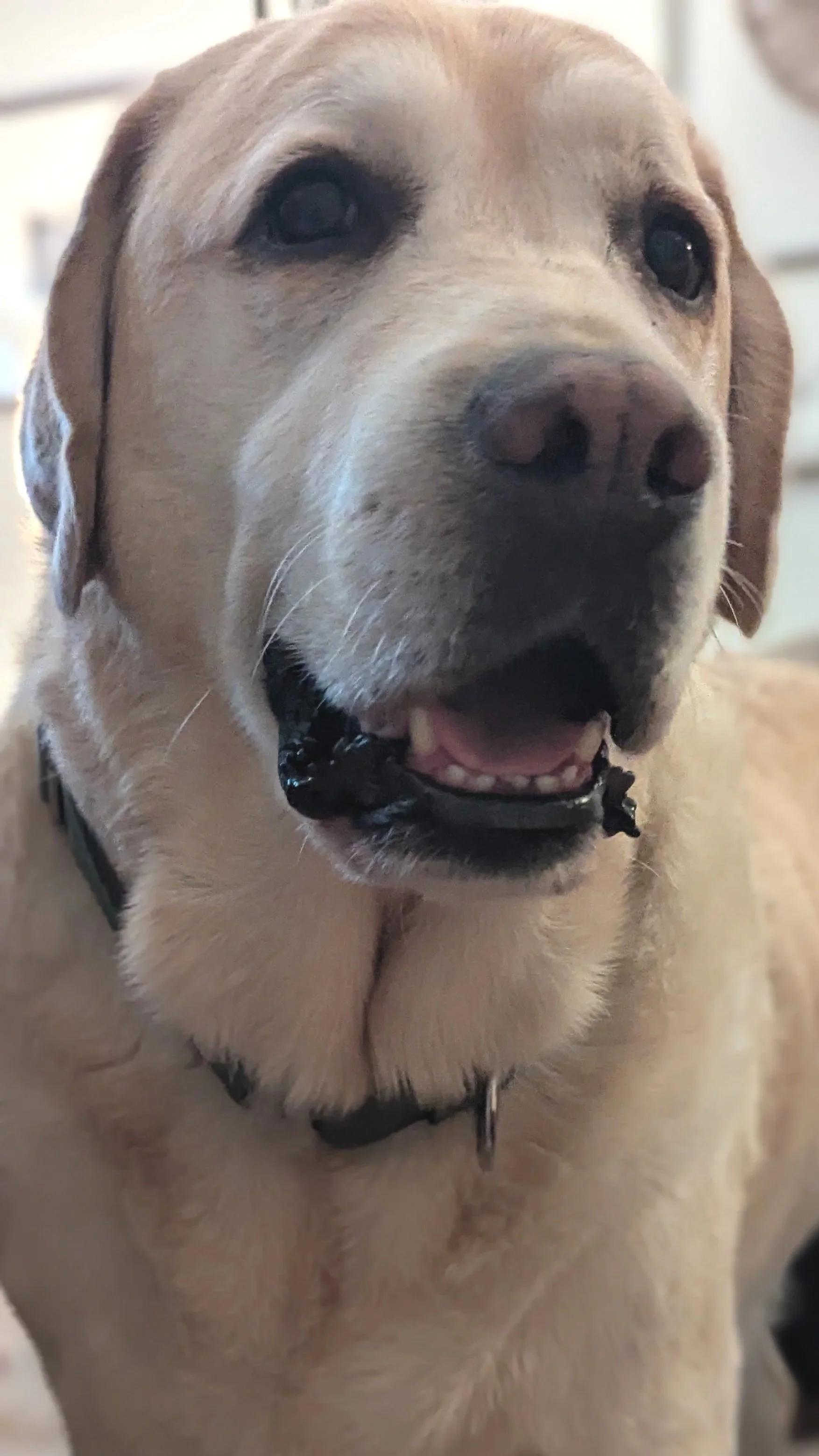 photo of a yellow laborador retriever