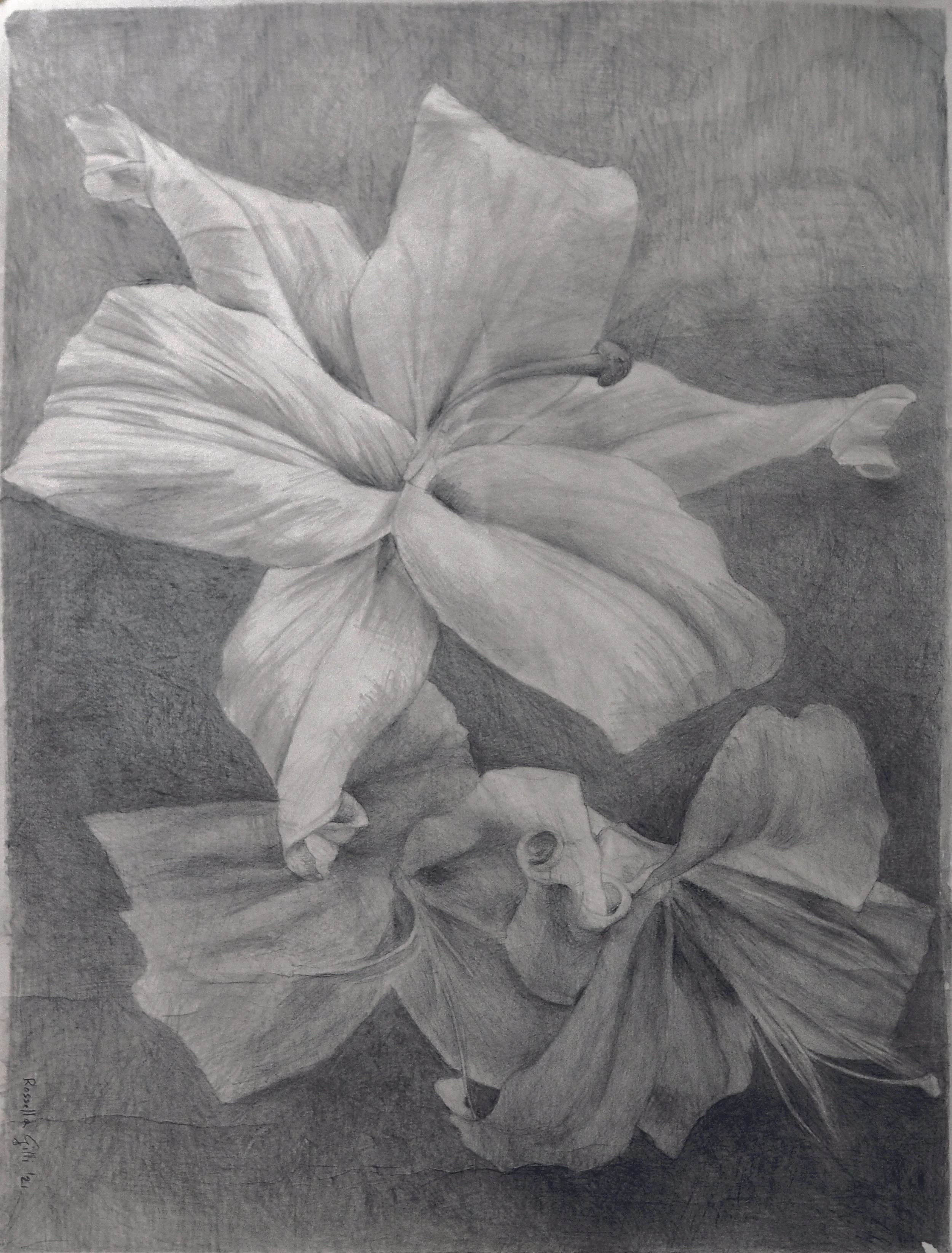 FLEURS DE LYS, matita su carta