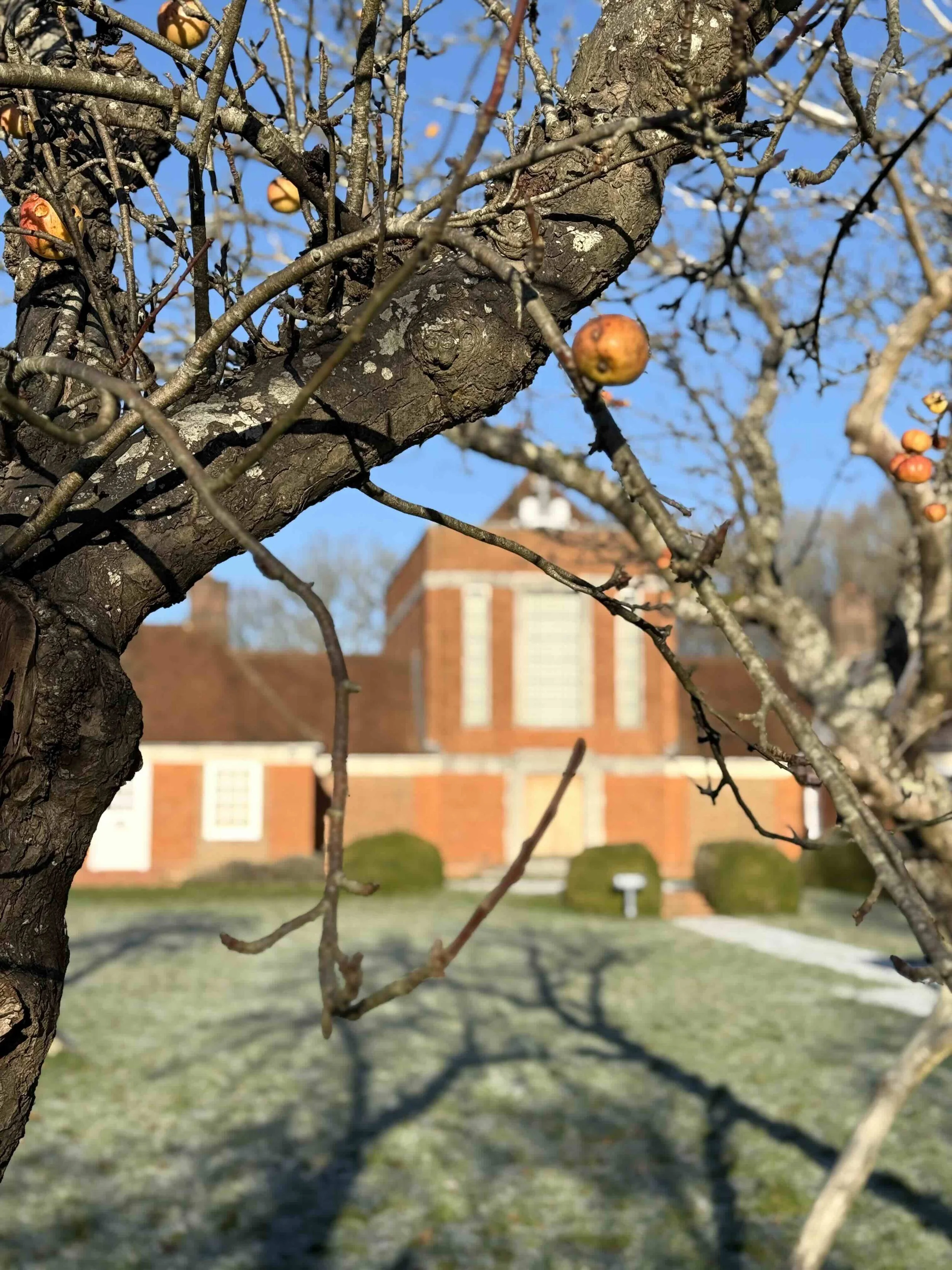 Sandham Memorial Chapel seen through the bare branches of an apple tree, a few withered fruits still clinging to the twigs. A bright winter sky and frost-covered grass surround the red-brick building.