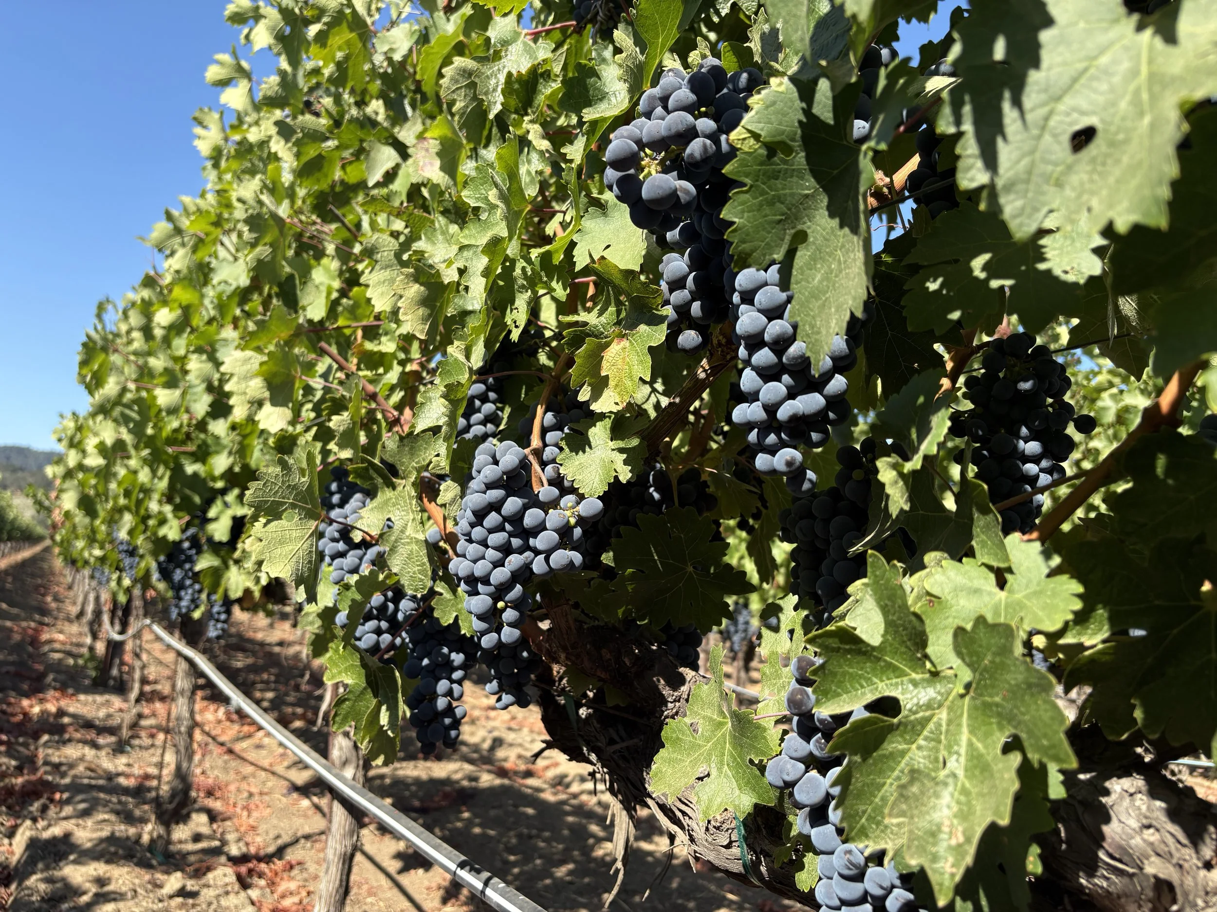 Cluster of ripe dark purple grapes hanging from a vine with green leaves in a vineyard.