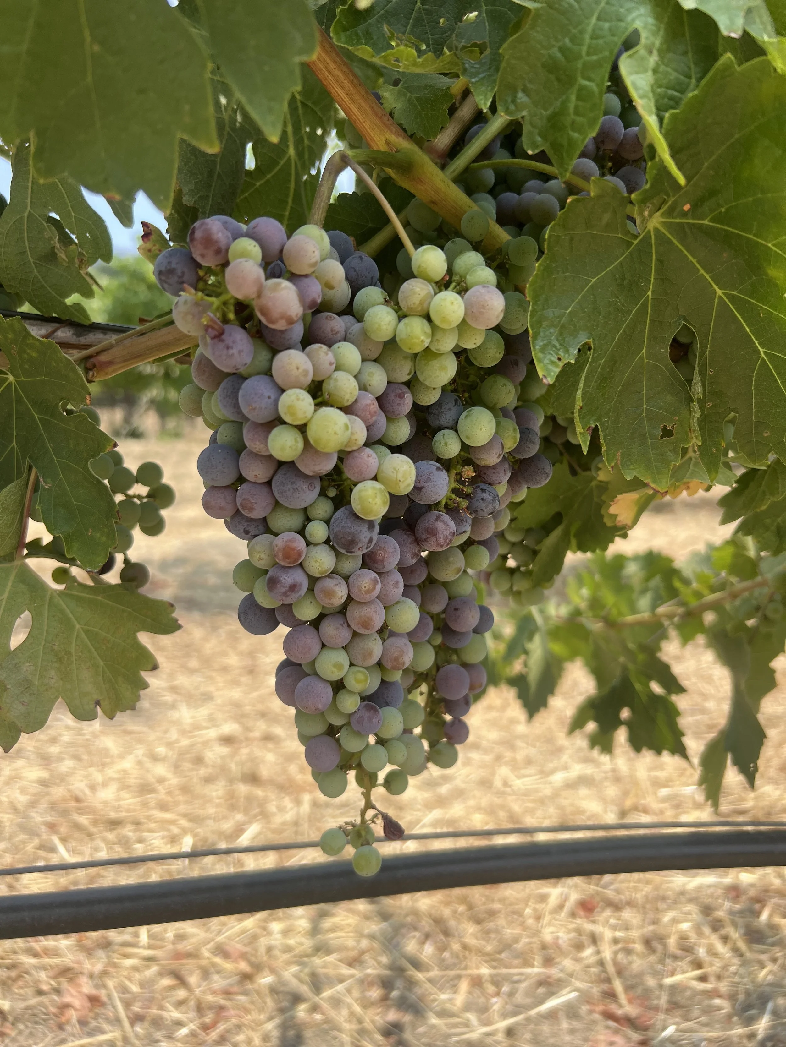 Fresh bunch of grapes hanging on vine with green leaves, in an outdoor vineyard setting.