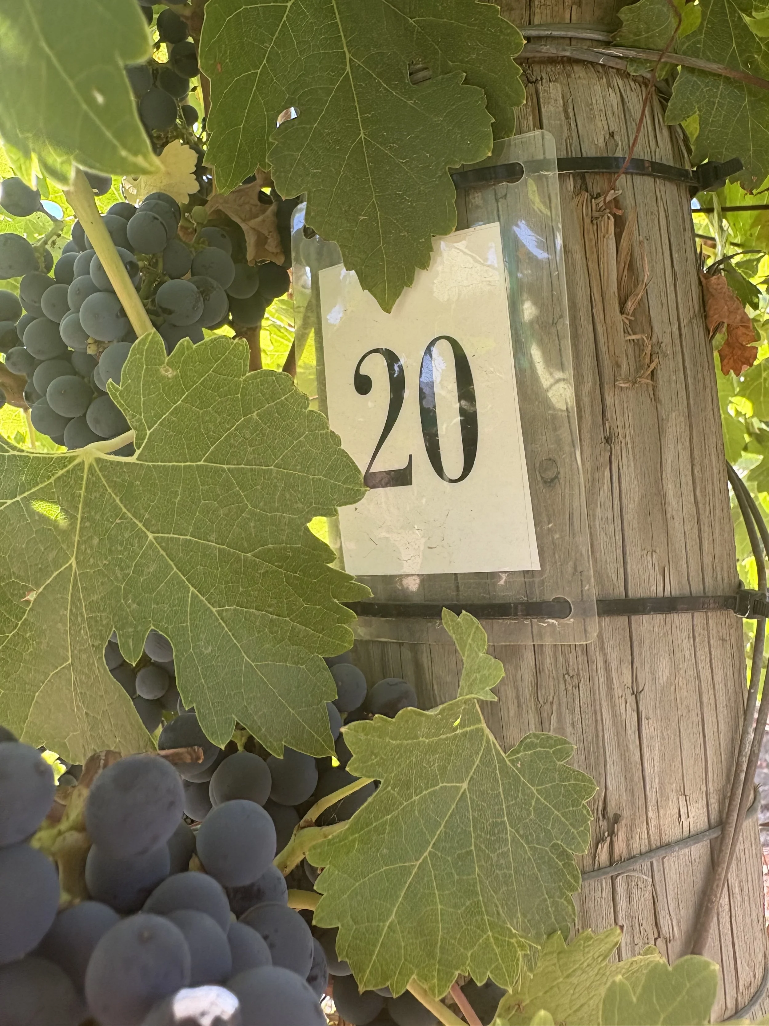 Close-up of grapevine with clusters of dark grapes, green leaves, and a white sign displaying the number 20 attached to a wooden post.