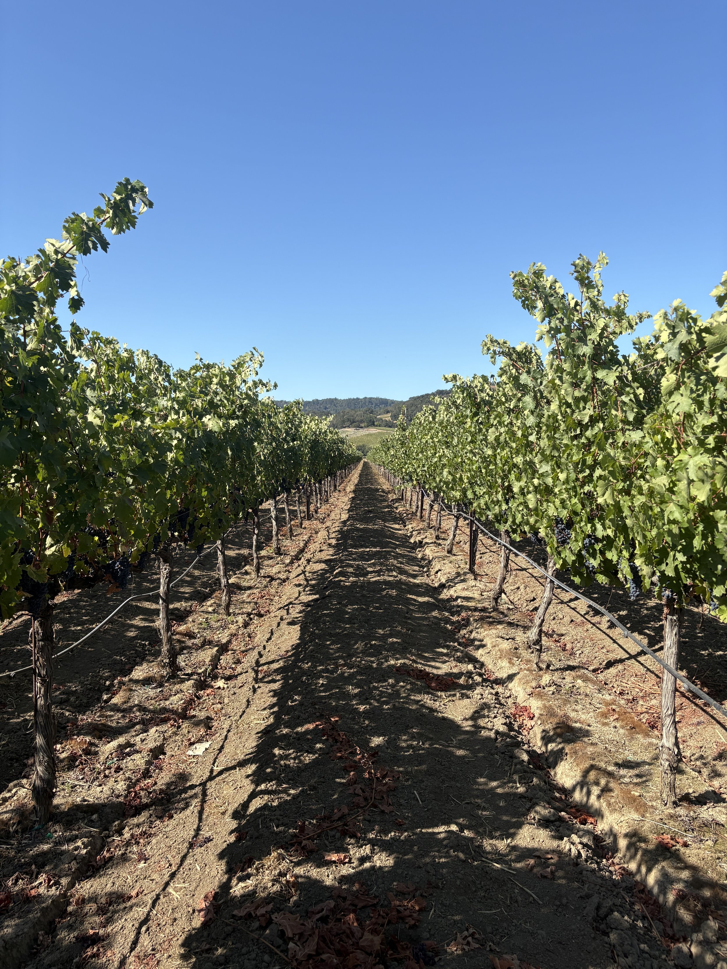 Vineyard rows with grapevines, soil path in the middle, clear blue sky, distant mountains.