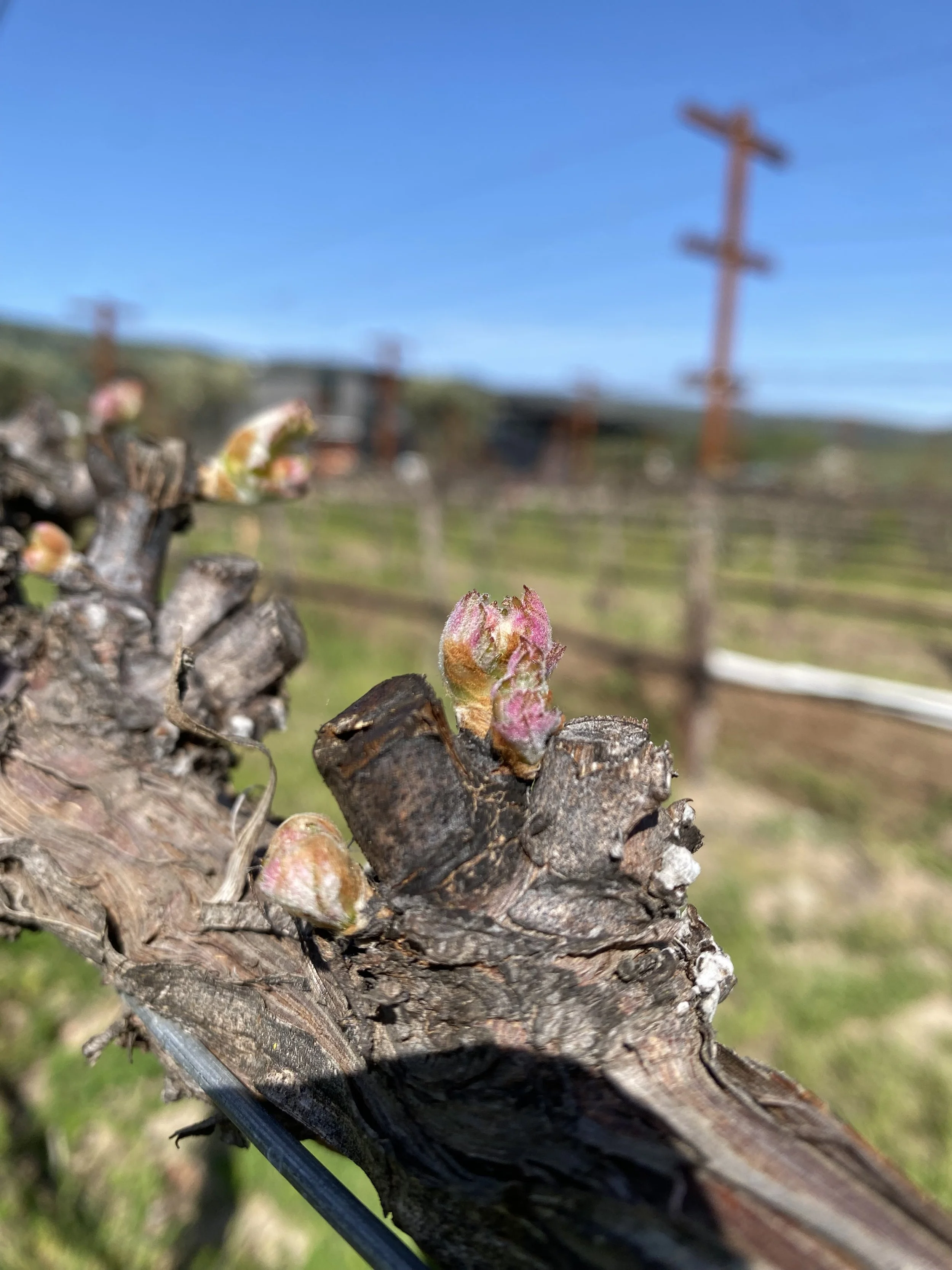 Close-up of budding grapevines on a vine with a vineyard and utility poles in the background under a blue sky.
