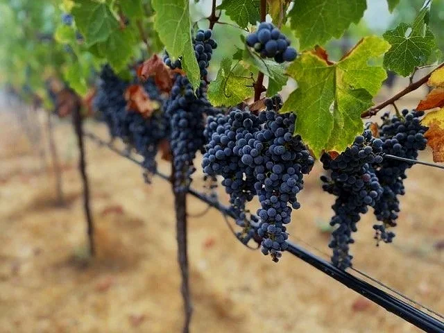 Close-up of ripening black grapes hanging on a vine in a vineyard.
