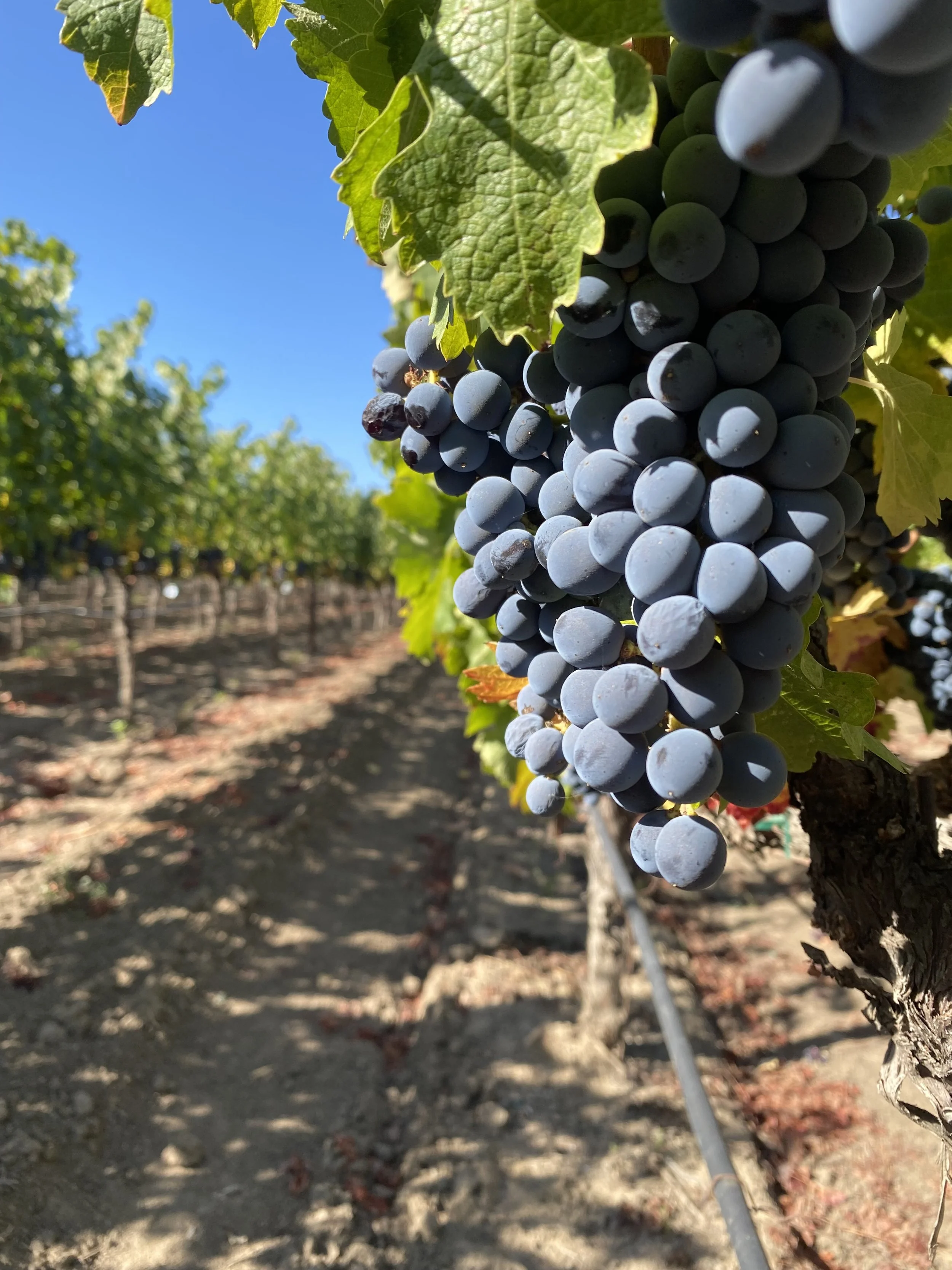Close-up of a bunch of ripe black grapes hanging from a vine in a vineyard on a sunny day.