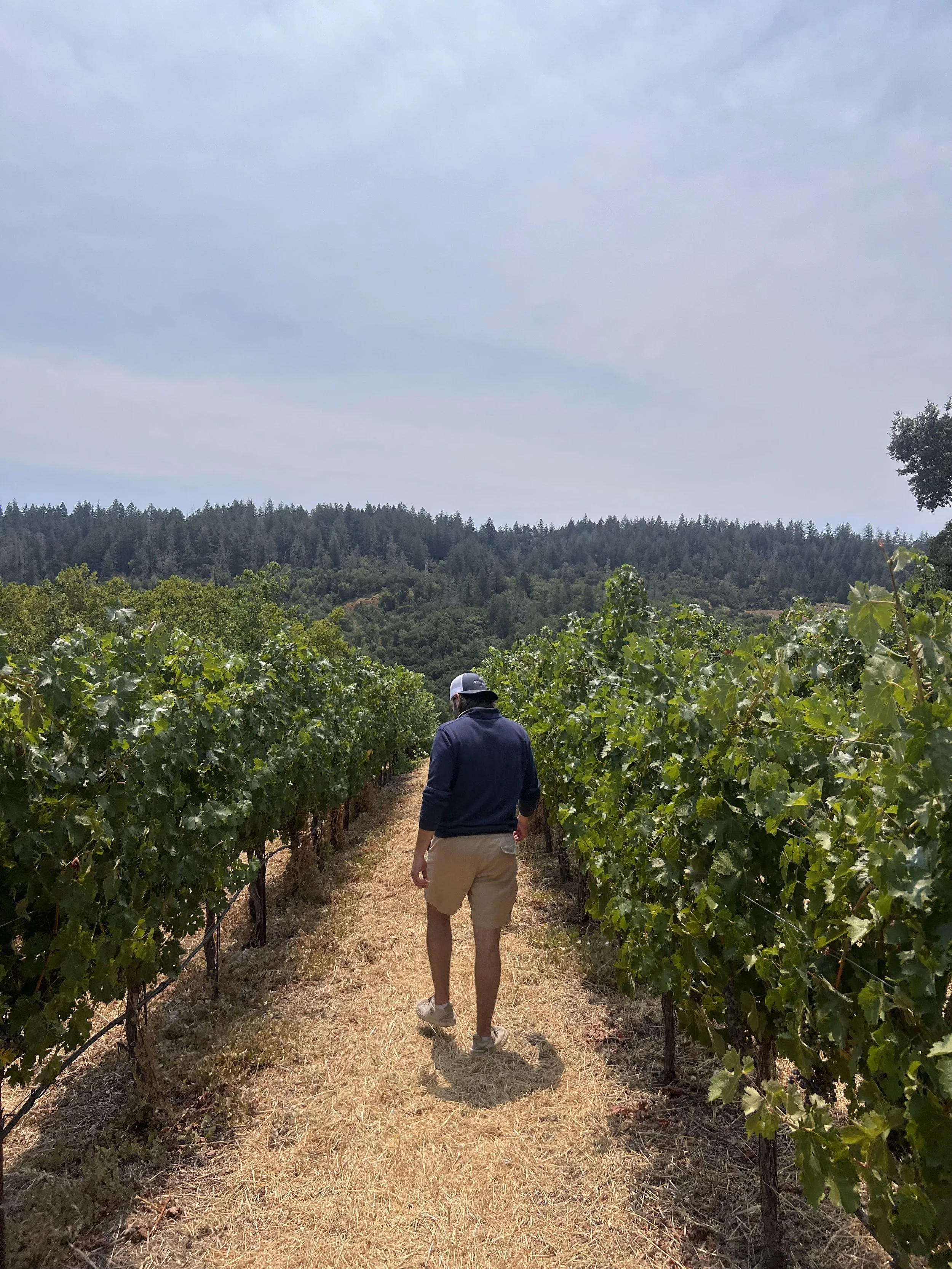 A person walking through a vineyard with rows of grapevines on either side, under a partly cloudy sky.