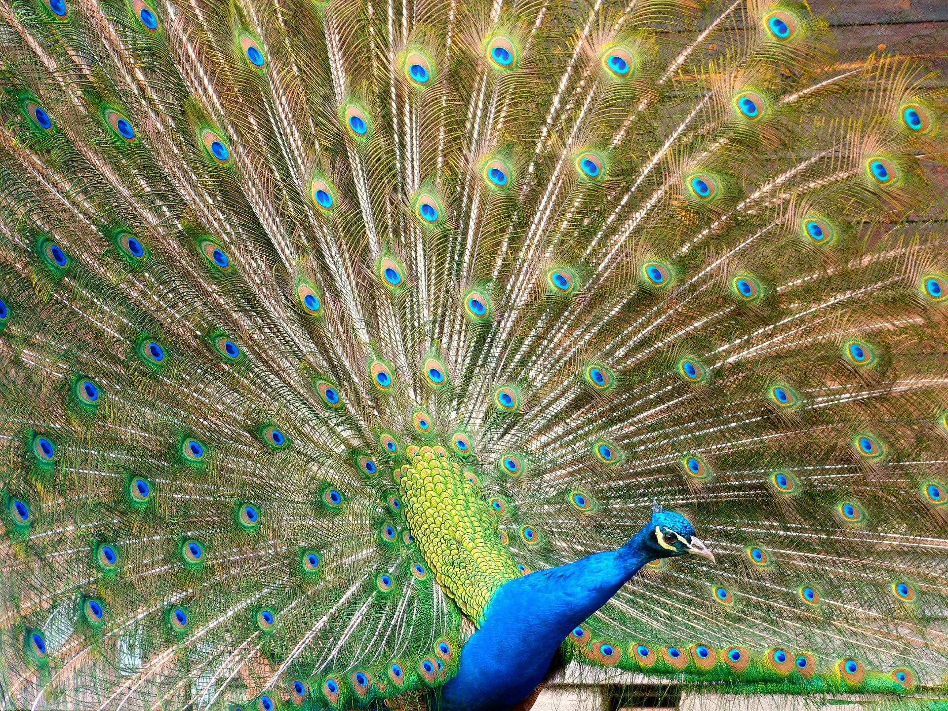 Don't Get Caught Up in Someone Else's Flashy