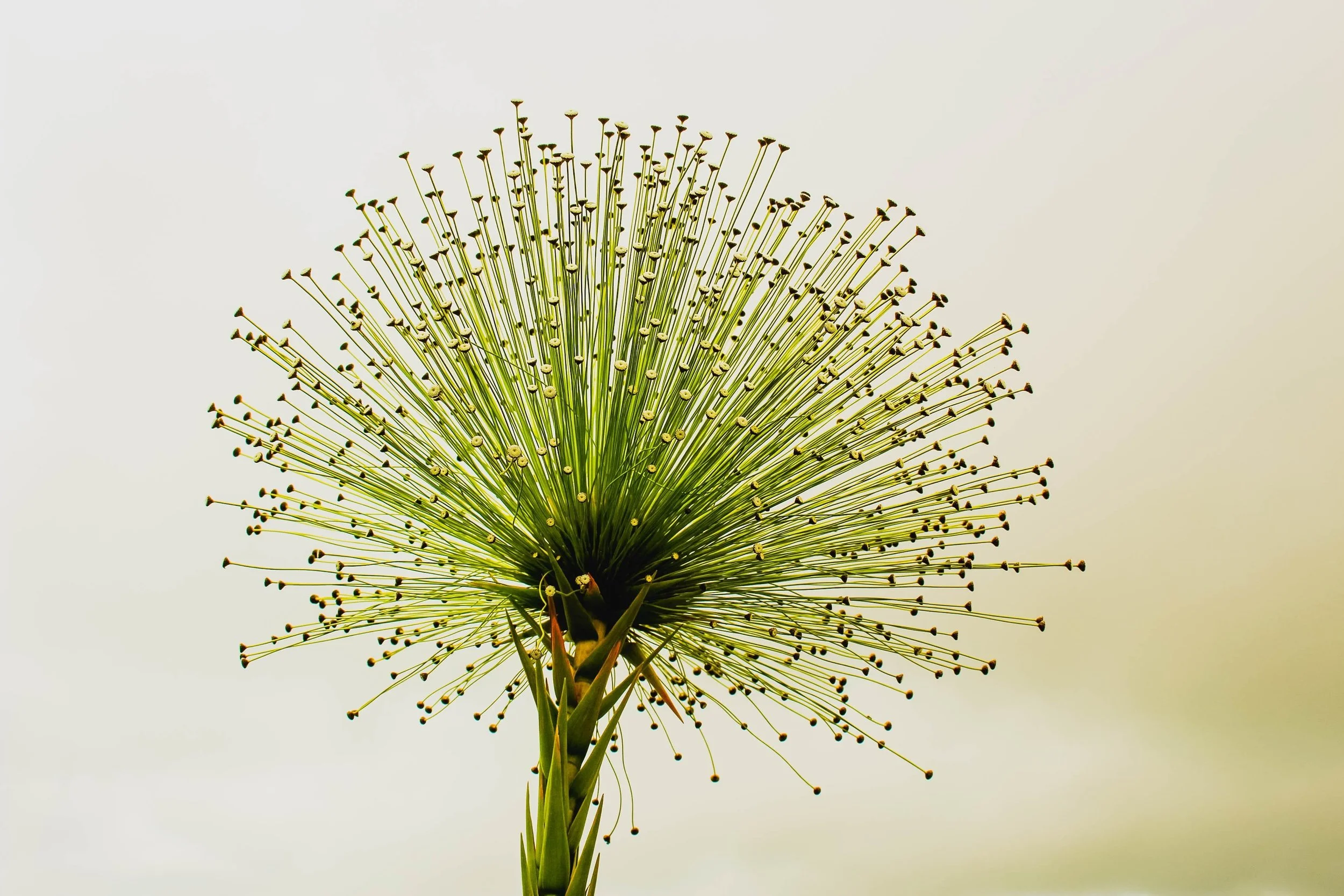A close-up of a green, spherical flower head with long, thin filaments radiating outward, each topped with a tiny dark tip, against a plain, light background.