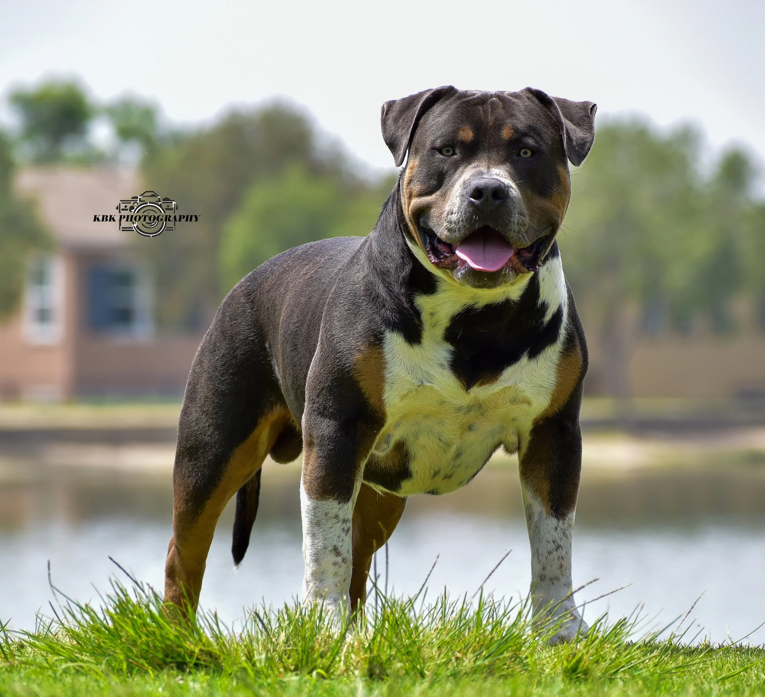 A dog sitting on grass next to a tree with houses in the background.