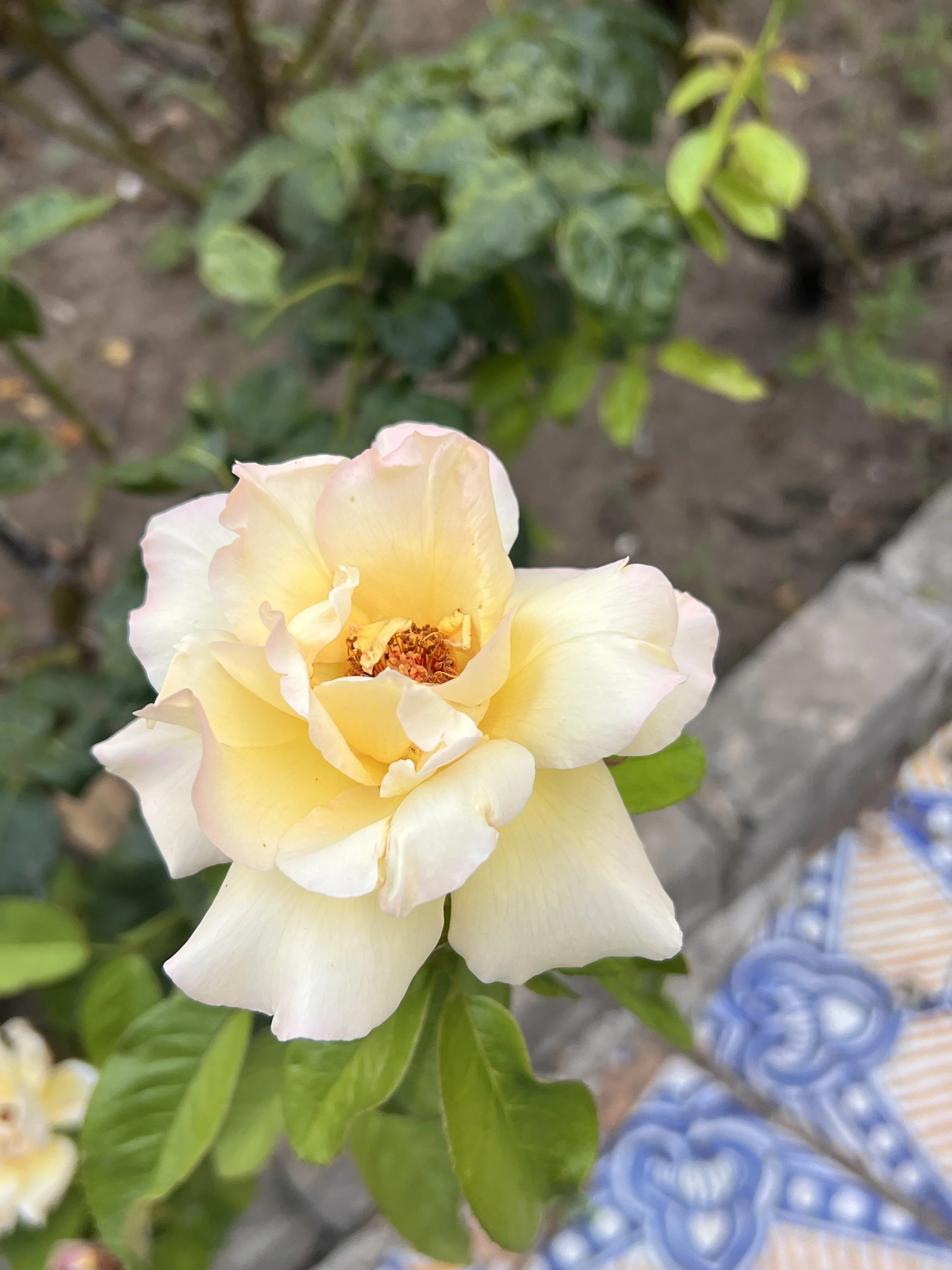 IMG_5349.jpeg
