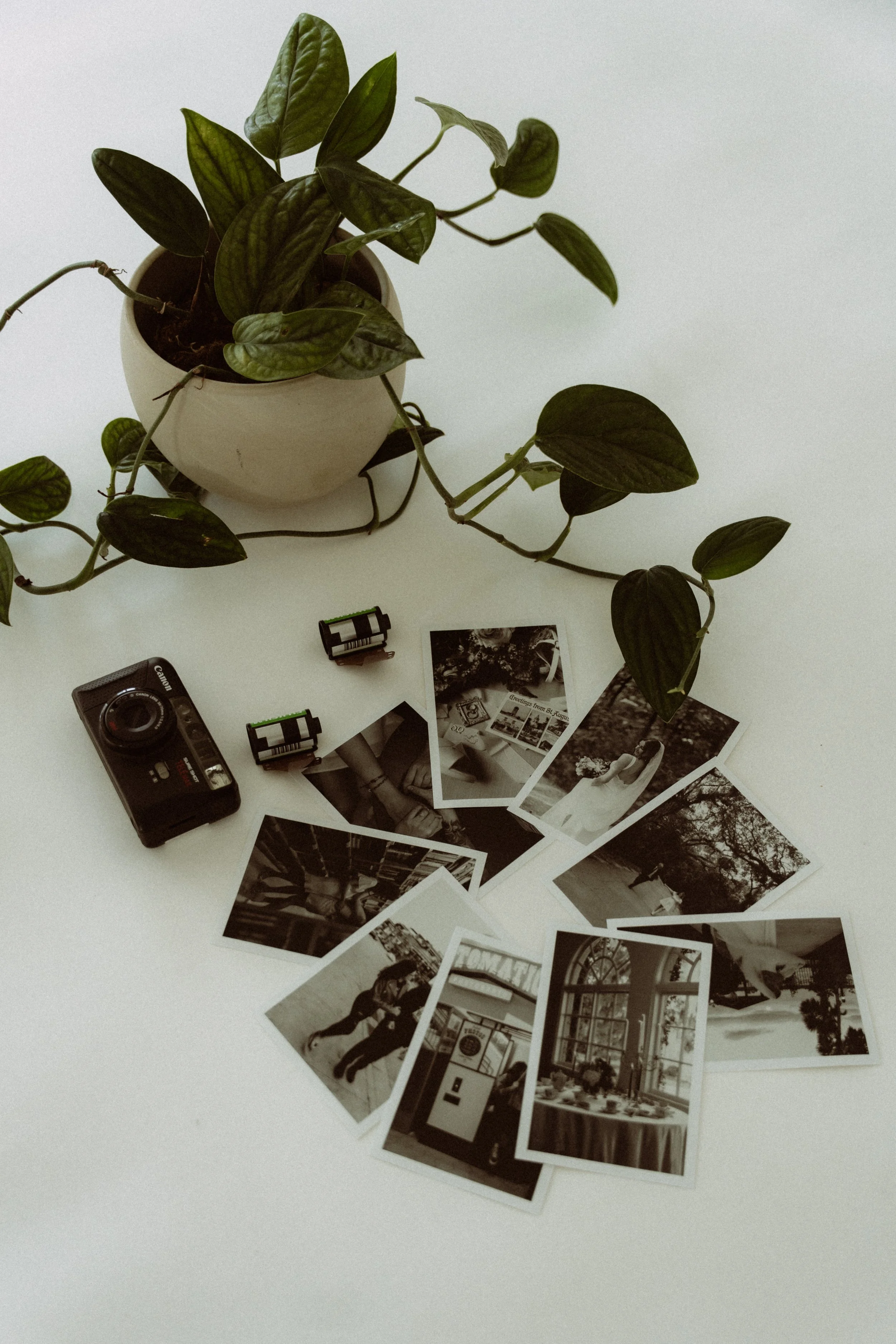 A potted plant with trailing leaves, a vintage camera, two film rolls, and several black-and-white photographs spread on a white surface.