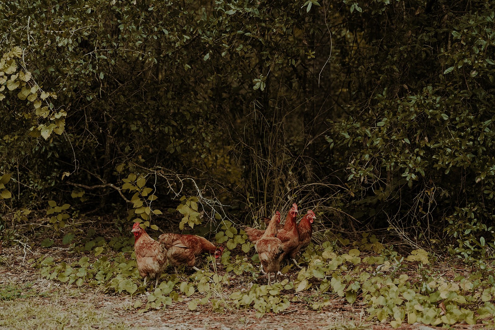A&TSNEAKPEEKS_MAKAYLAEARLPHOTO-54.jpg