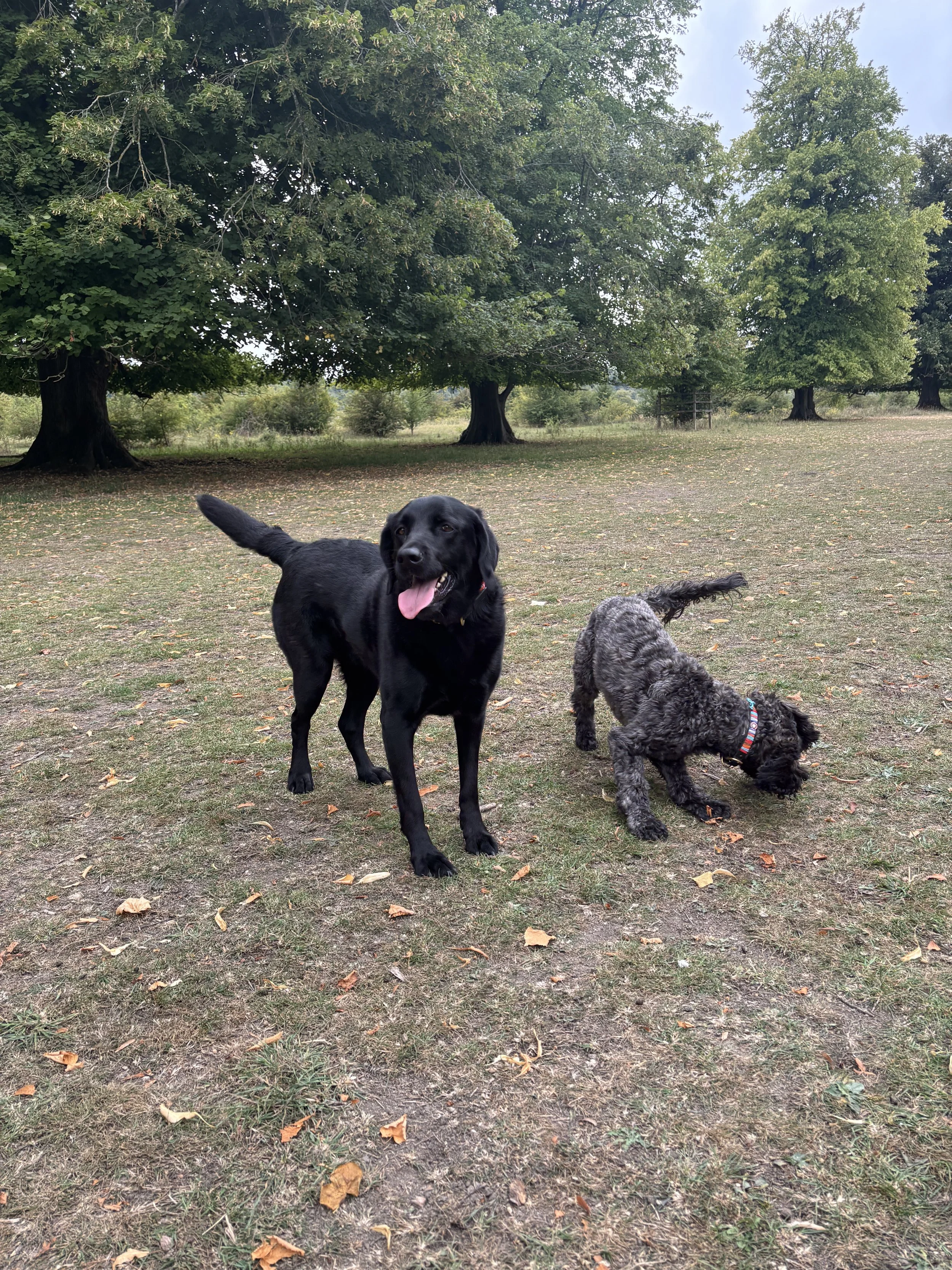 Two dogs on a grassy field with trees in the background. One is a black Labrador Retriever standing with tongue out; the other is a gray curly-haired dog sniffing the ground.