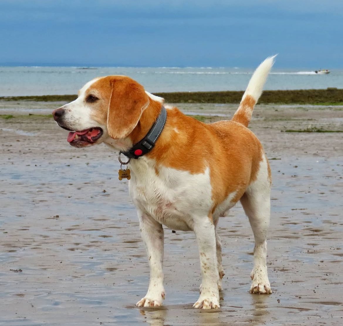 A beagle dog standing on a sandy beach near water with a speedboat in the background.