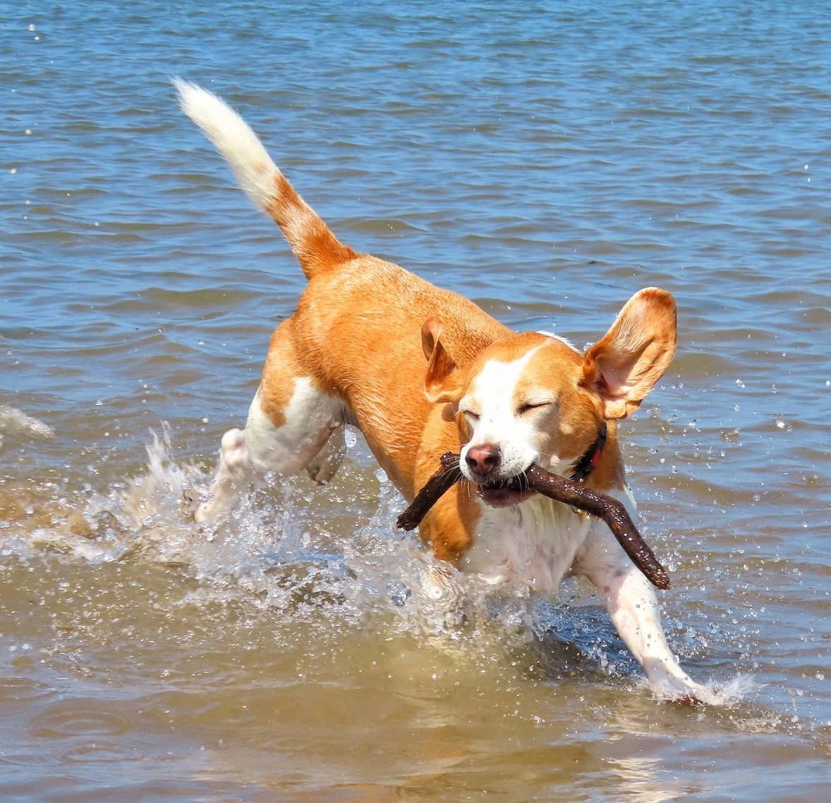 Dog playing in water with a stick in its mouth.