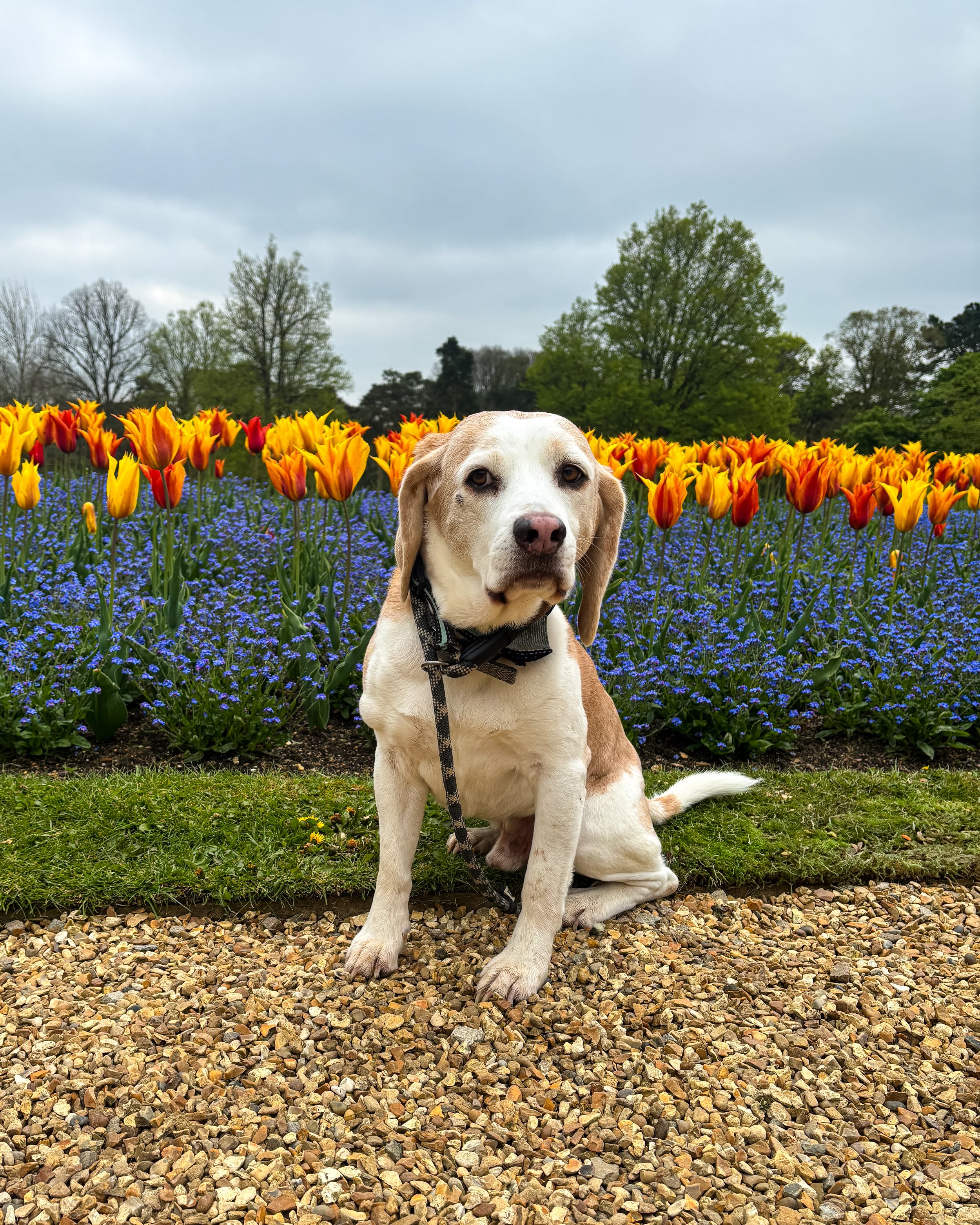 A dog sitting on gravel in front of a flower bed with tulips and blue flowers, with trees and a cloudy sky in the background.