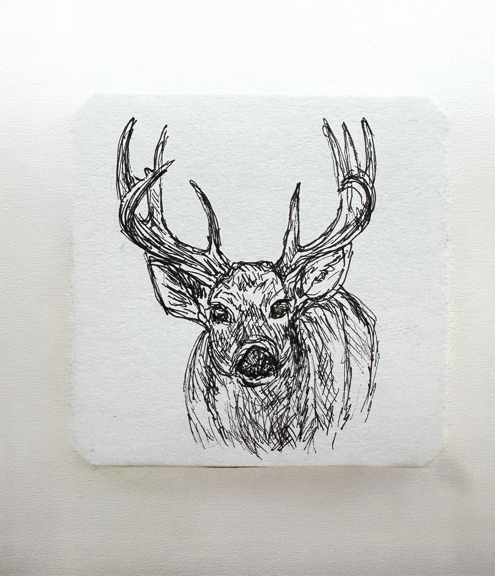 White Tail Buck- Original