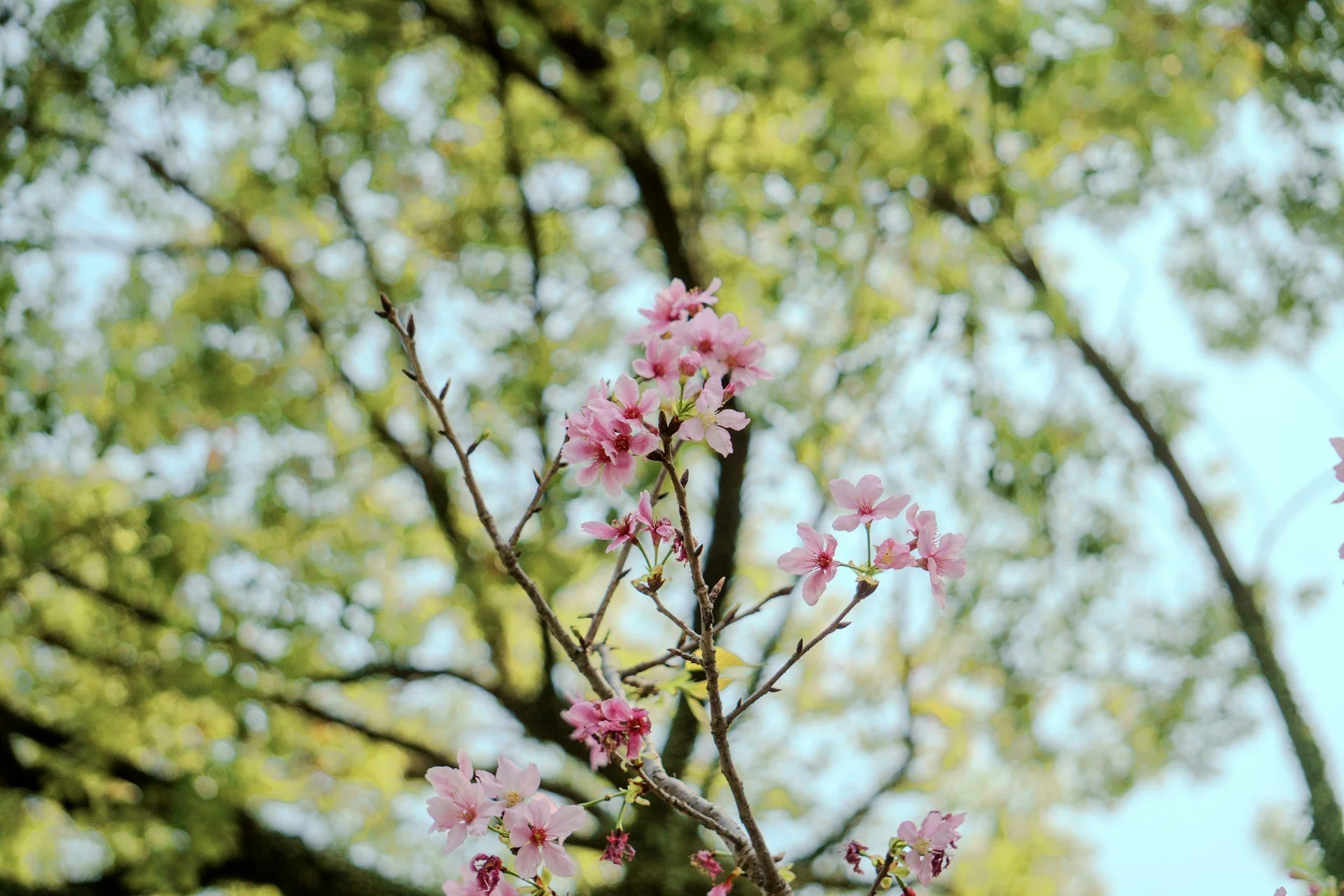 Pink cherry blossom flowers on a branch with a blurred green tree and blue sky background.