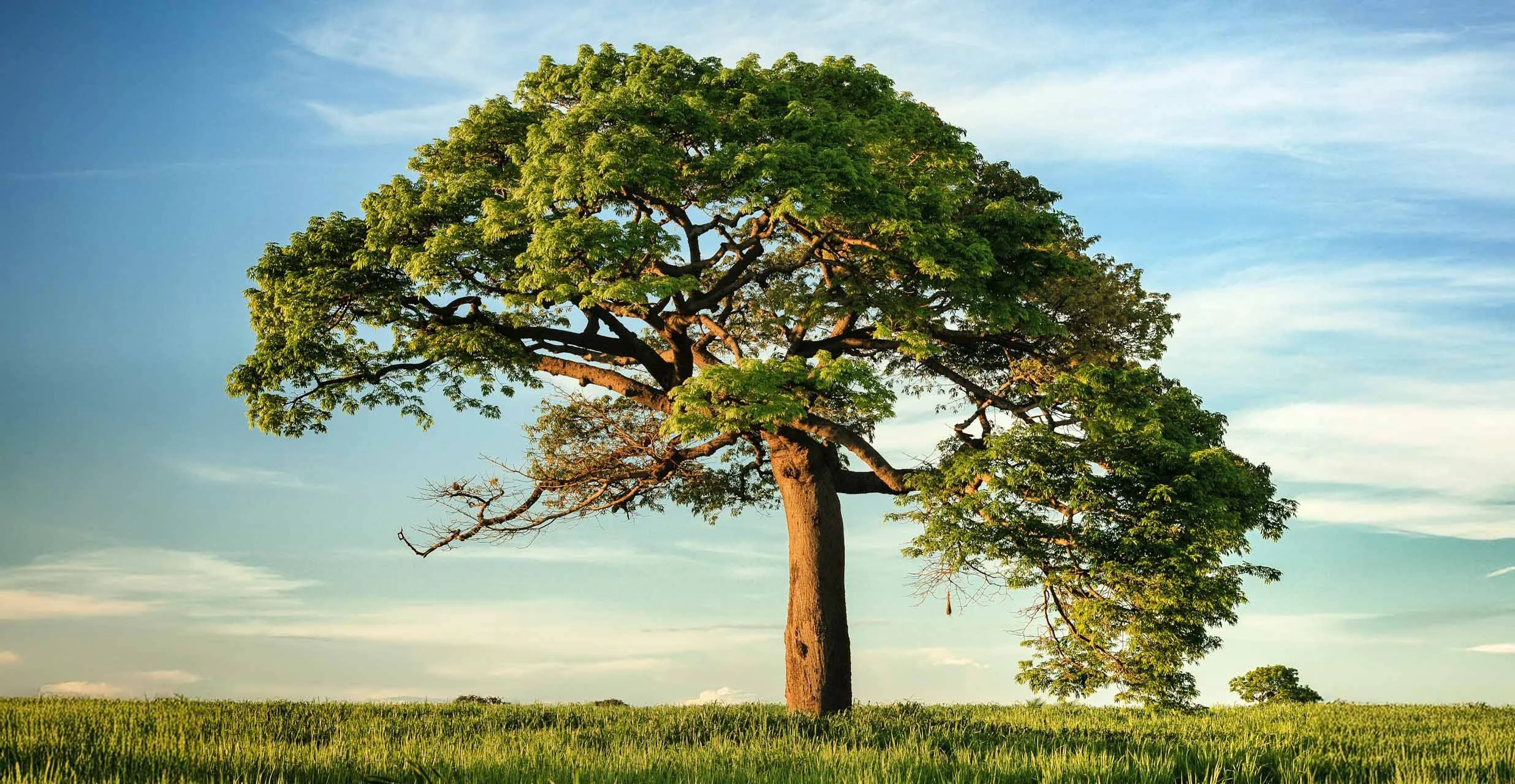 A single large tree with green leaves in a grassy field under a blue sky with wispy clouds.
