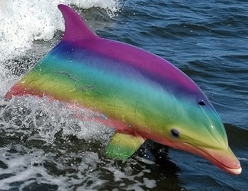 rainbownosedolphin.jpg