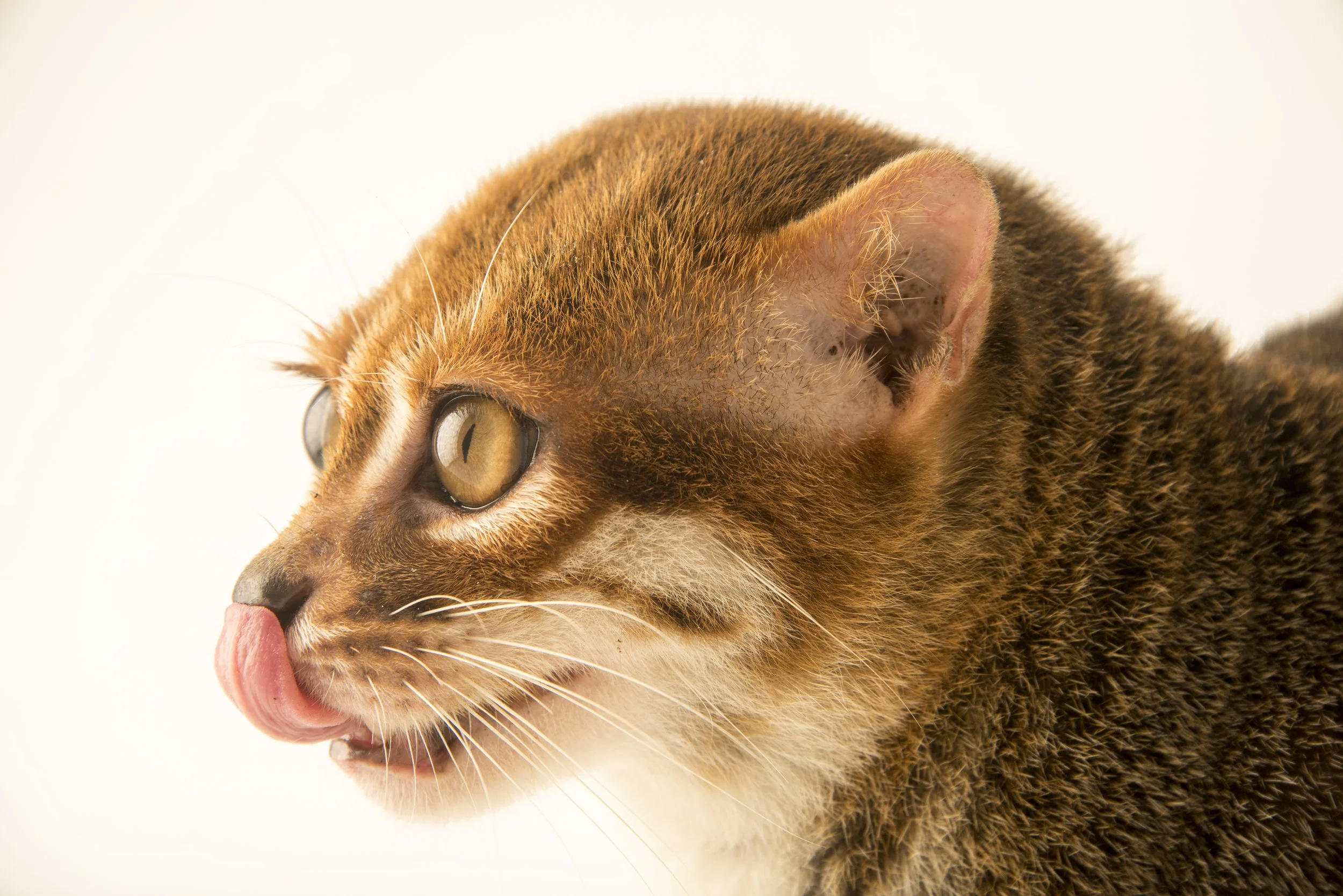 An endangered flat-headed cat (Prionailurus planiceps) at the Taiping Zoo.