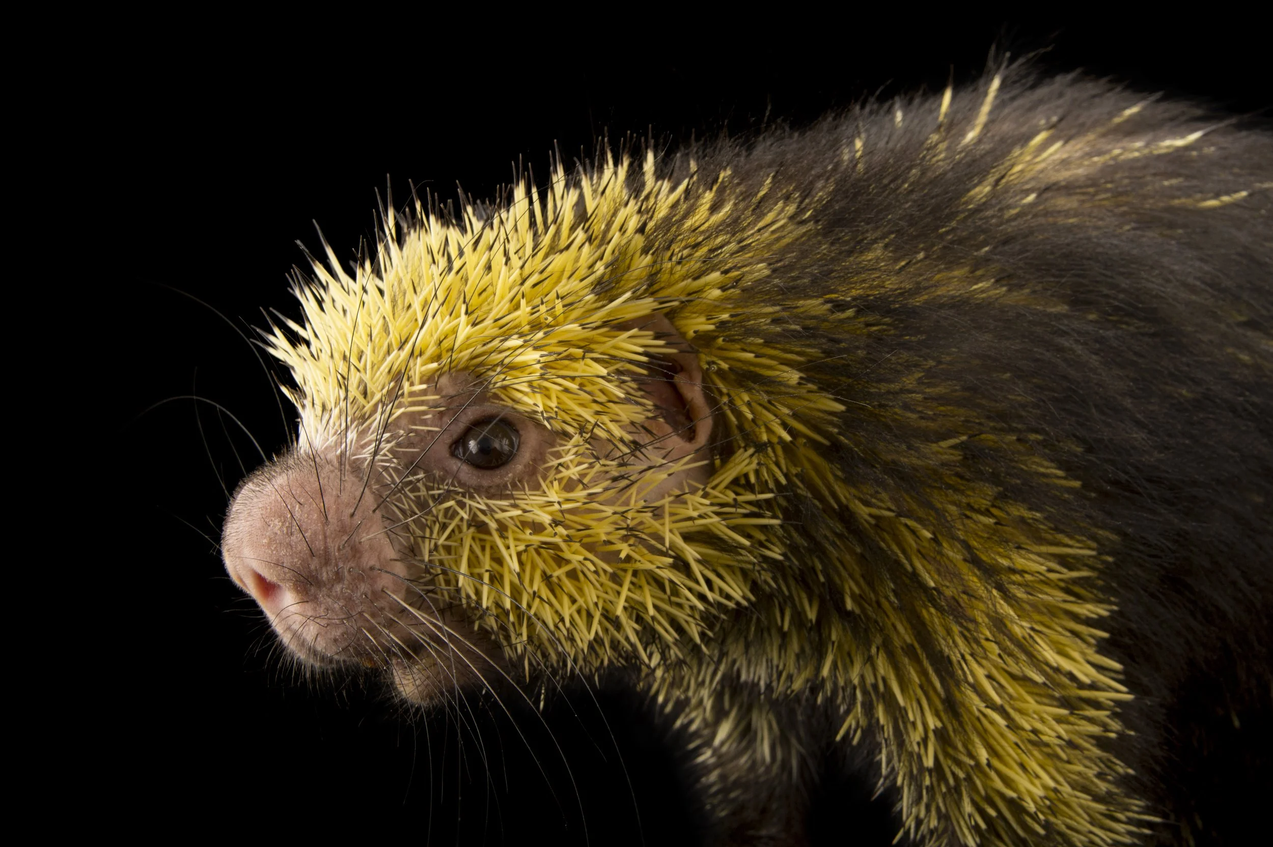 A Mexican hairy dwarf porcupine (Coendou mexicanus) in the Kids Zoo section of the Philadelphia Zoo.