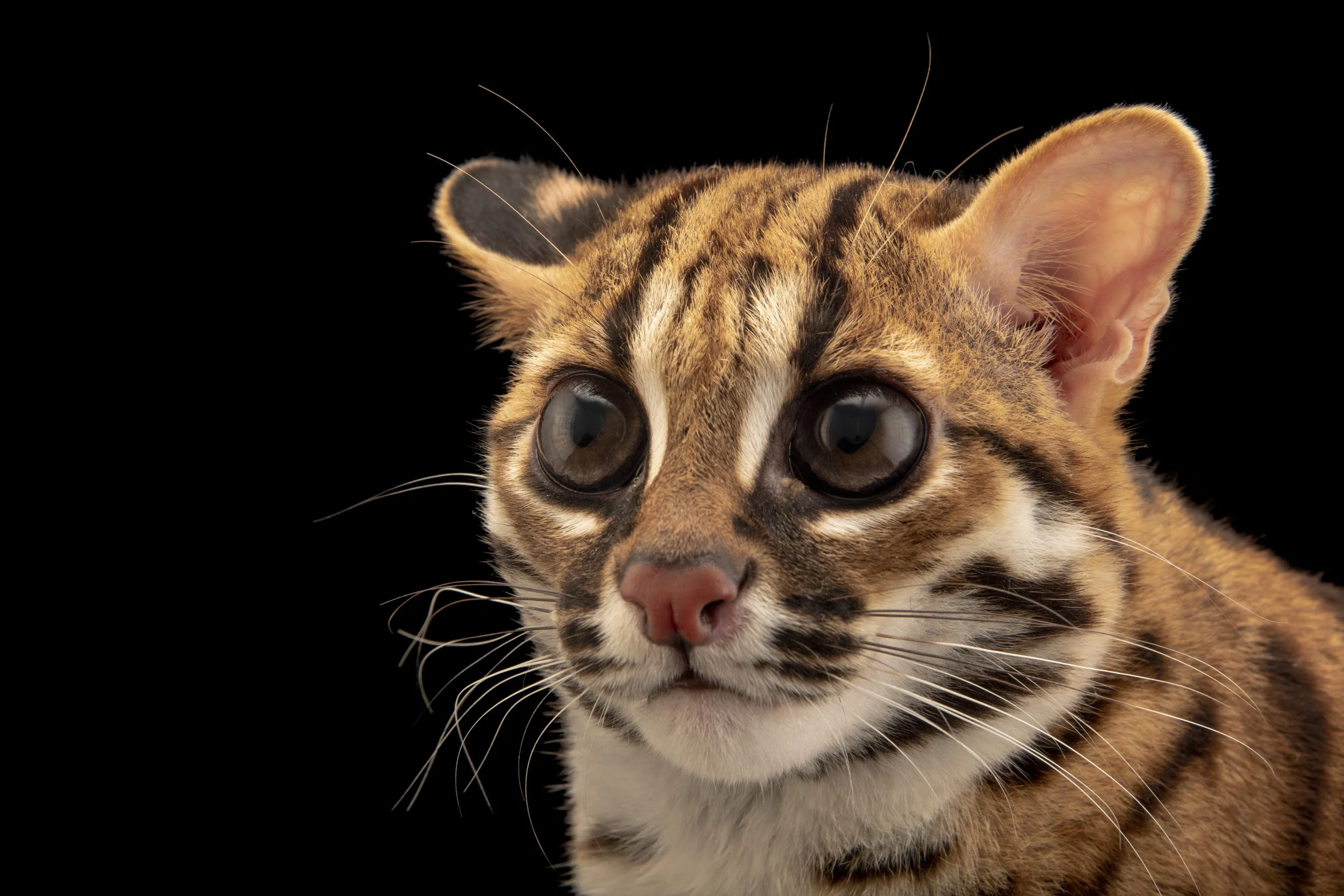 A Visayan leopard cat (Prionailurus bengalensis rabori) at the Avilon Zoo.