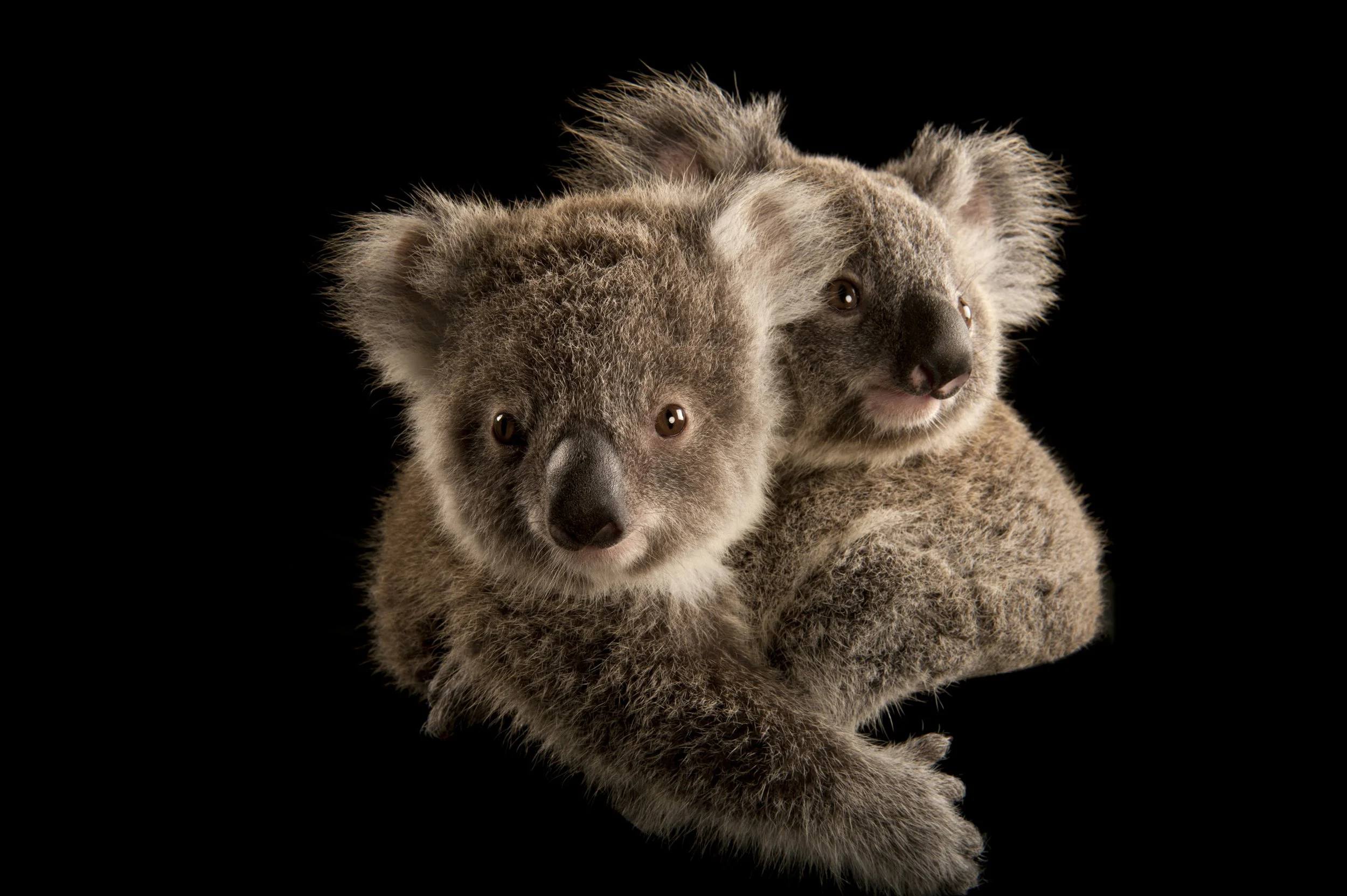Two koala joeys (Phascolarctos cinereus) at the Australia Zoo Wildlife Hospital in Queensland.