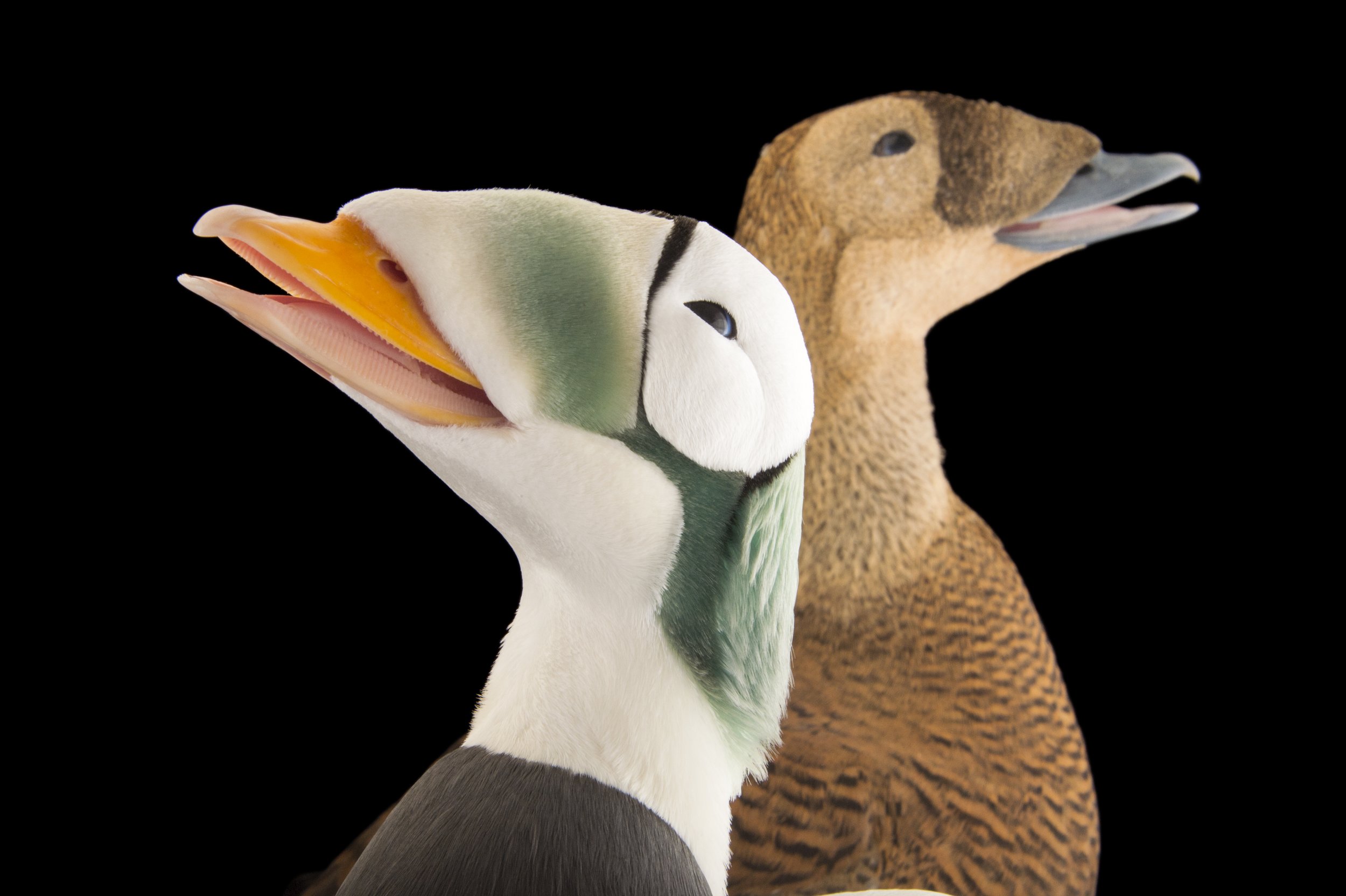 A pair of federally threatened spectacled eiders (Somateria fischeri) at the Alaska SeaLife Center.