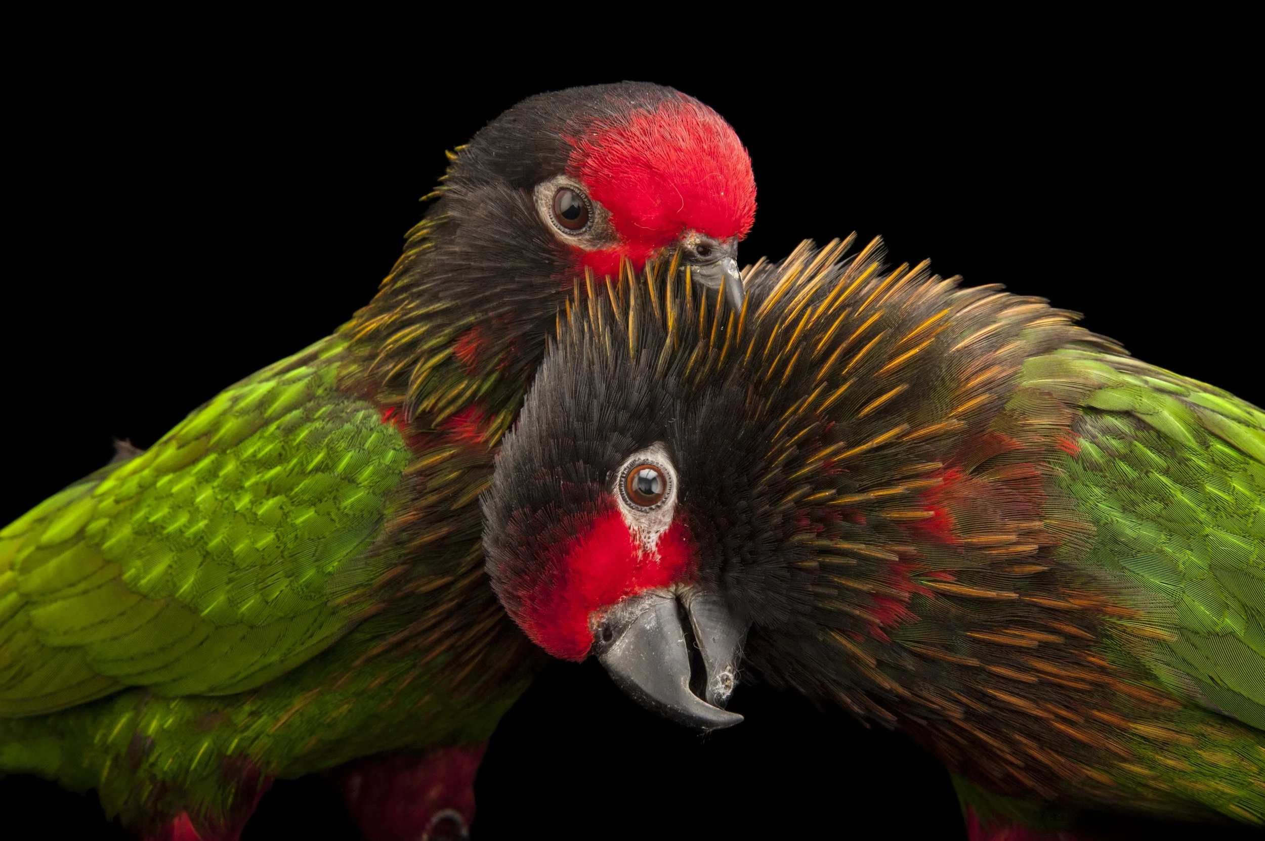 A yellow-streaked lory (Chalcopsitta scintillata rubrifrons) at the Cleveland Metroparks Zoo.