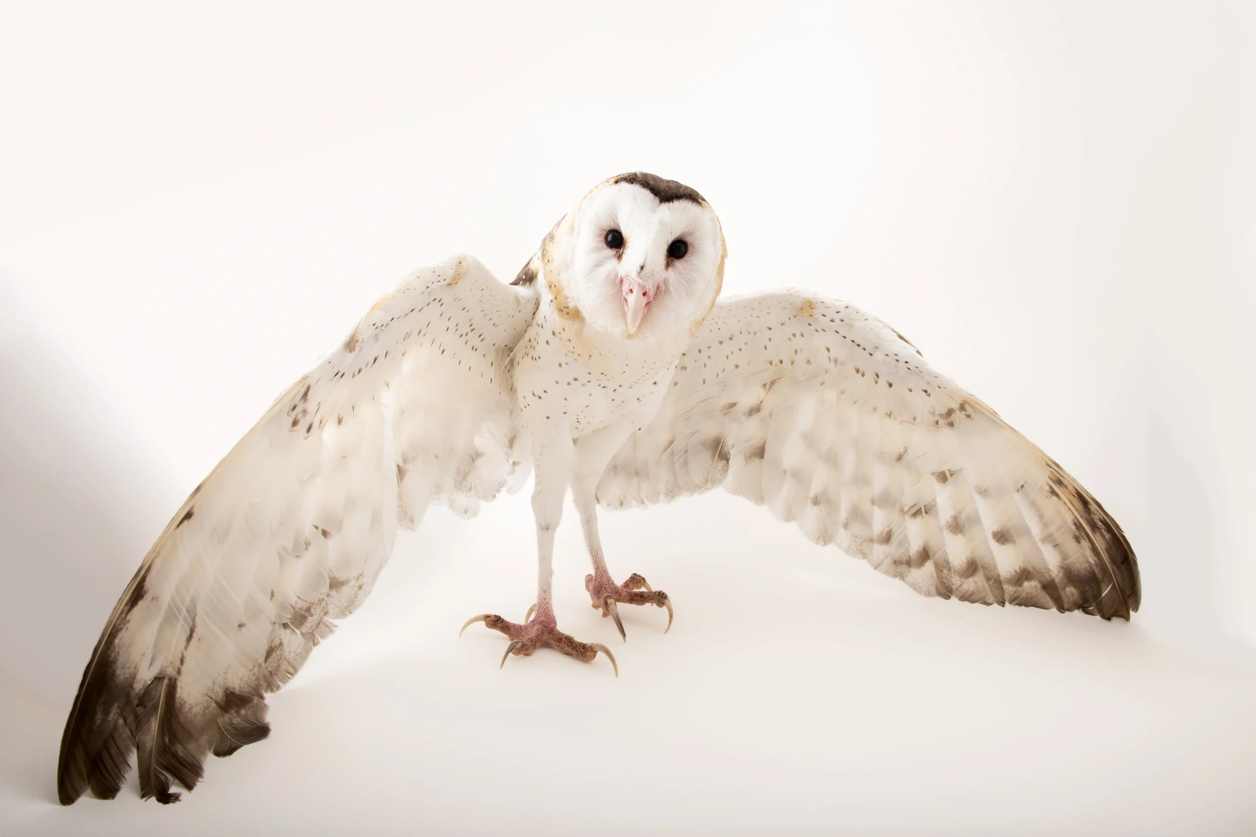 An Eastern grass owl (Tyto longimembris amauronota) at the Avilon Zoo.