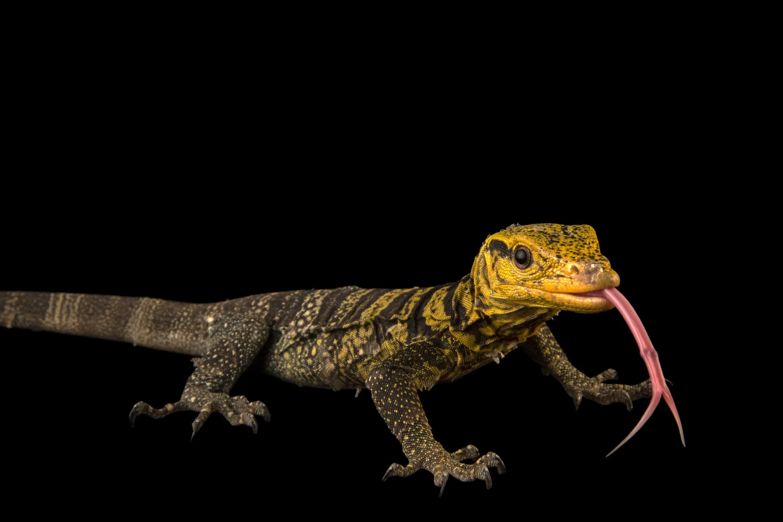 A Gray's monitor, Varanus olivaceus, at the Avilon Wildlife Conservation Foundation.