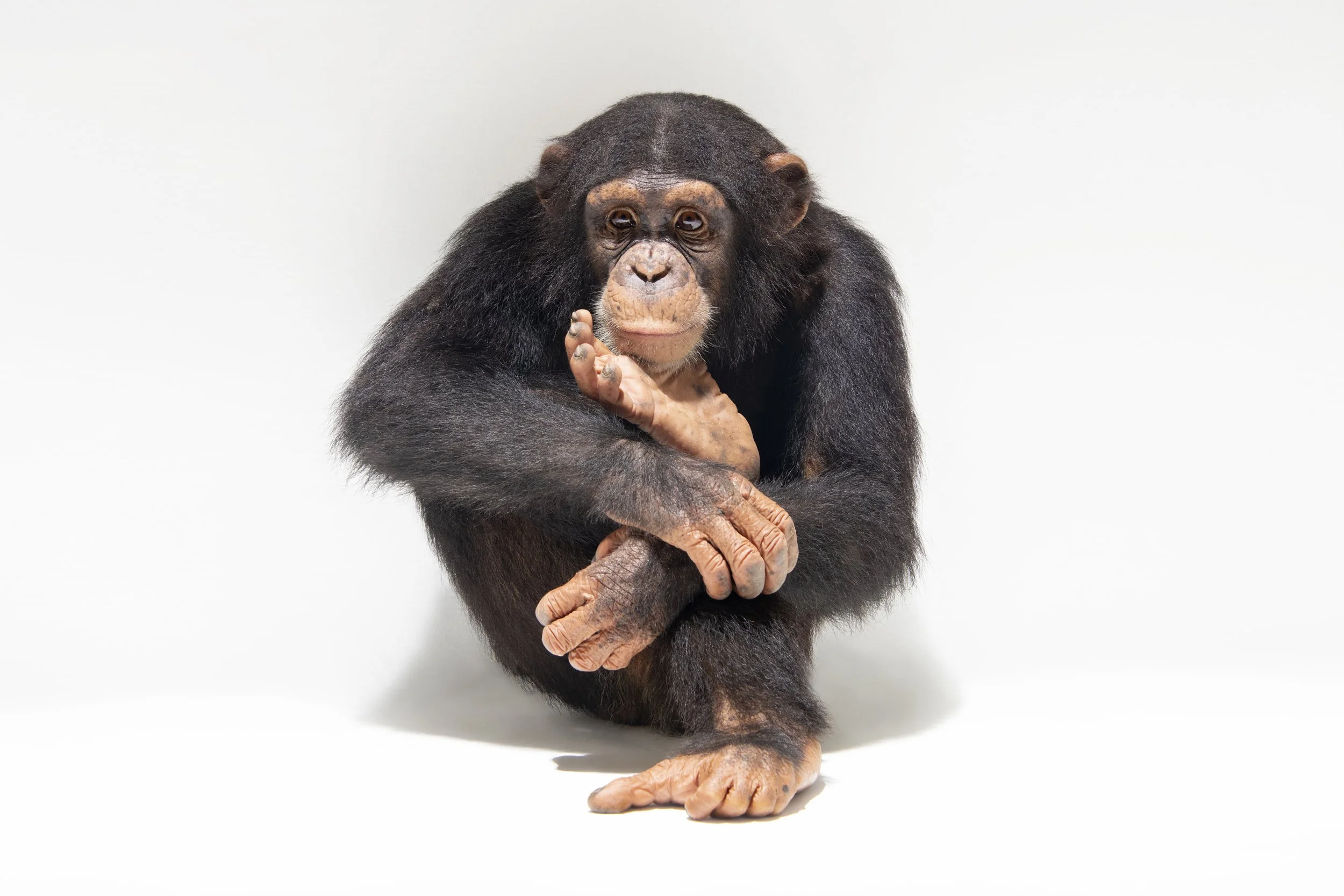 An endangered chimpanzee named Jengo, Pan troglodytes, at the Singapore Zoo.