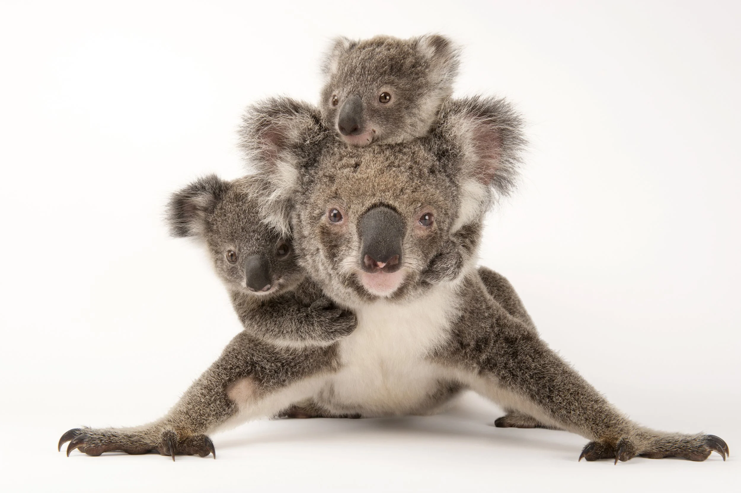 A mother koala with her young ones at the Australia Zoo Wildlife Hospital.