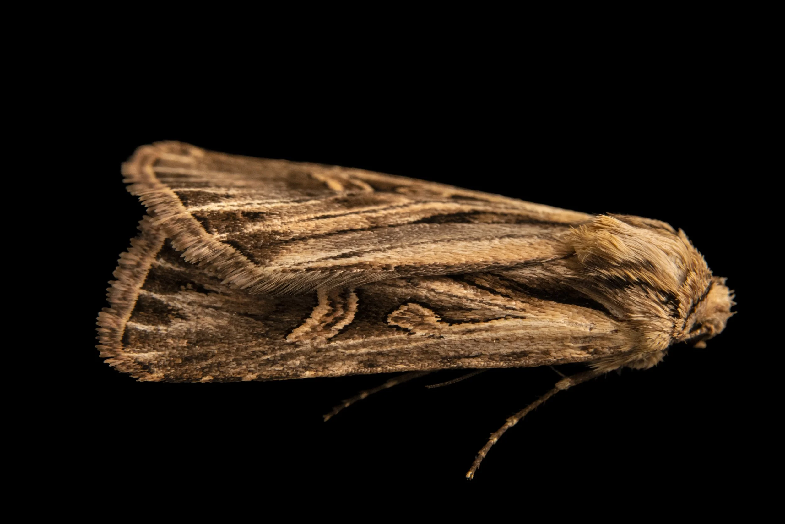 A cutworm moth (Dichagyris longidens), owlet moth family Noctuidae, cutworm or dart moth subfamily Noctuinae.