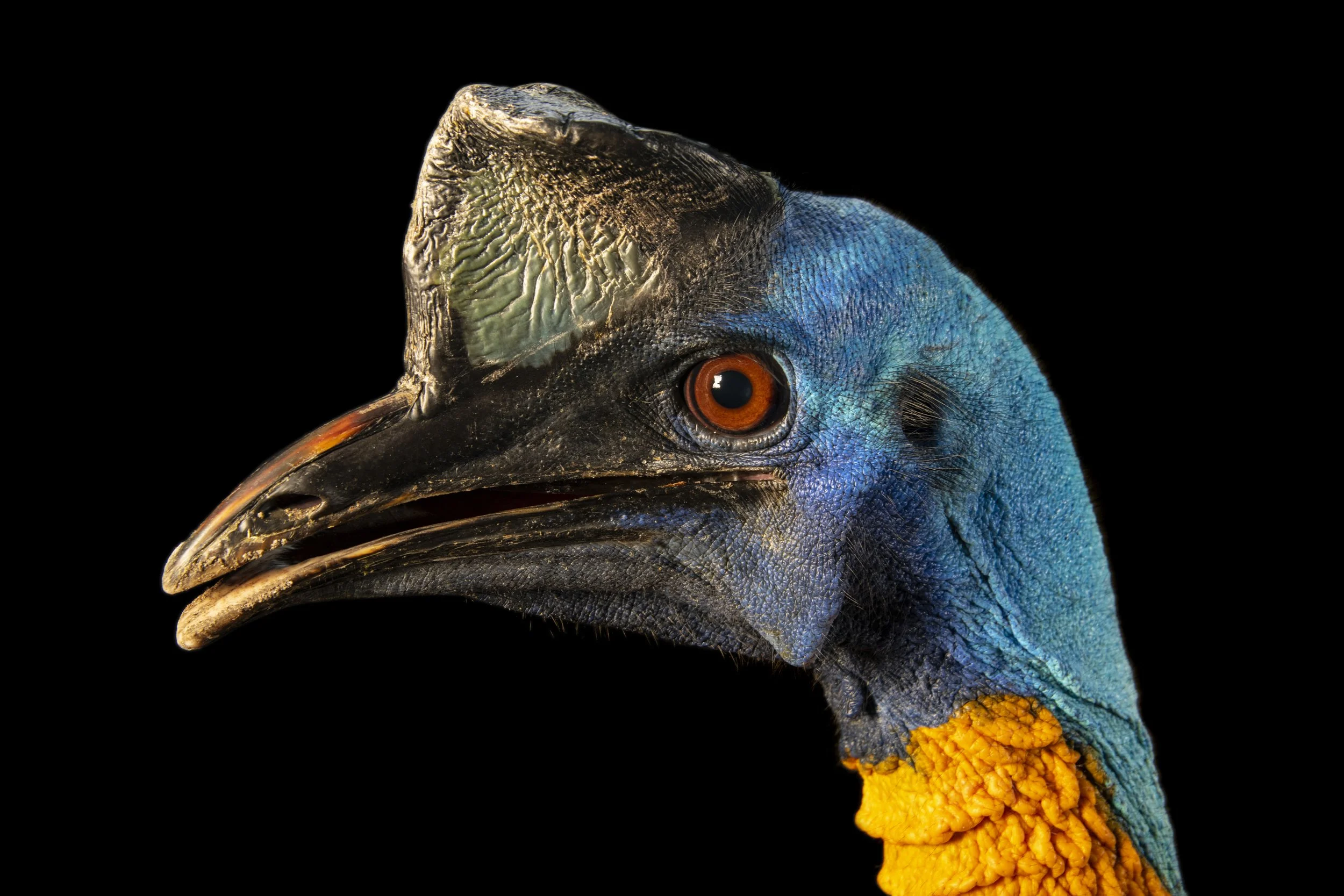 A single wattled cassowary (Casuarius unappendiculatus unappendiculatus) at the Avilon Zoo.