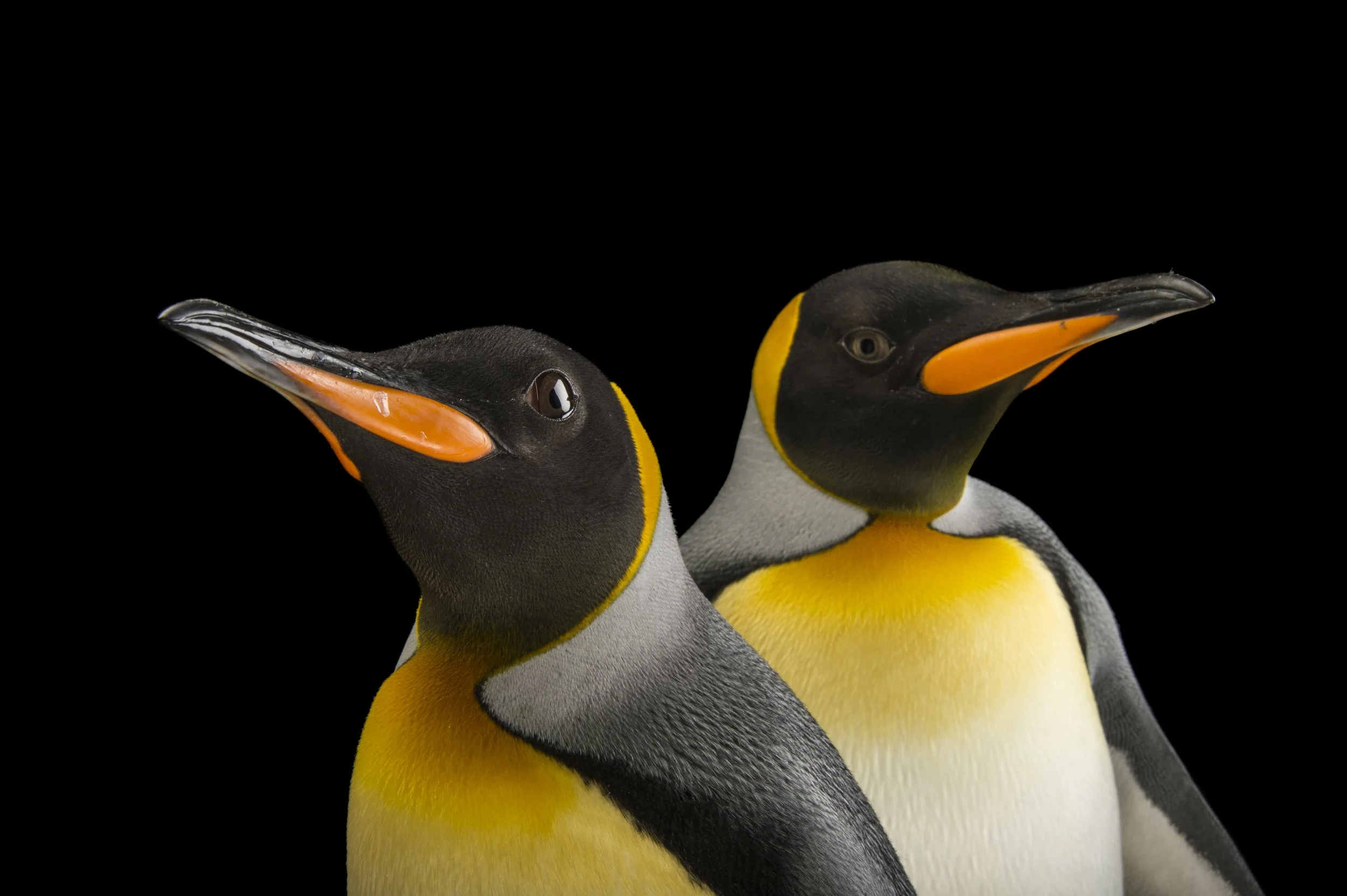 A pair of South Georgia king penguins (Aptenodytes patagonicus patagonicus) at the Indianapolis Zoo.