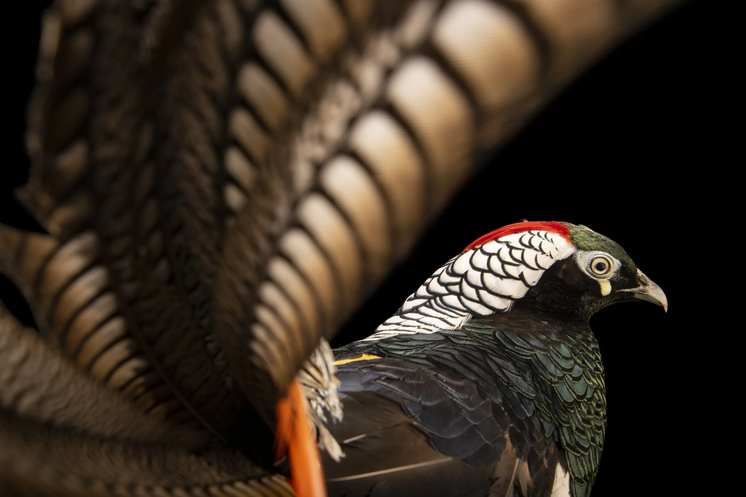 A male Lady Amherst's pheasant, Chrysolophus amherstiae, at Pheasant Heaven in Clinton, North Carolina. 