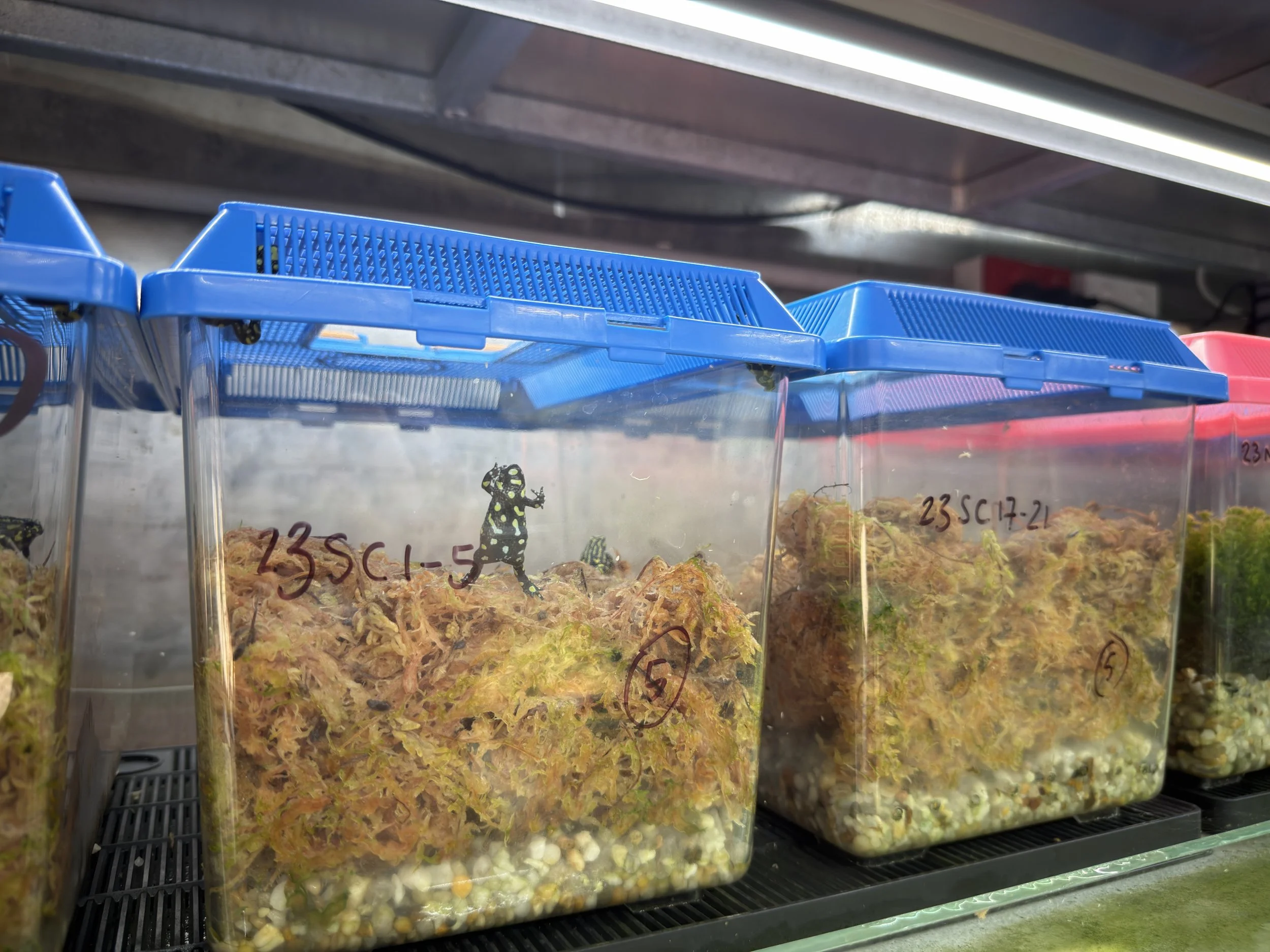 Clear plastic containers with blue lids containing plant material on a shelf in a conservation labratory,  with handwritten labels and small critically endangered frogs inside at the Taronga Zoo in Sydney, Australia photographed by Cole Sartore.