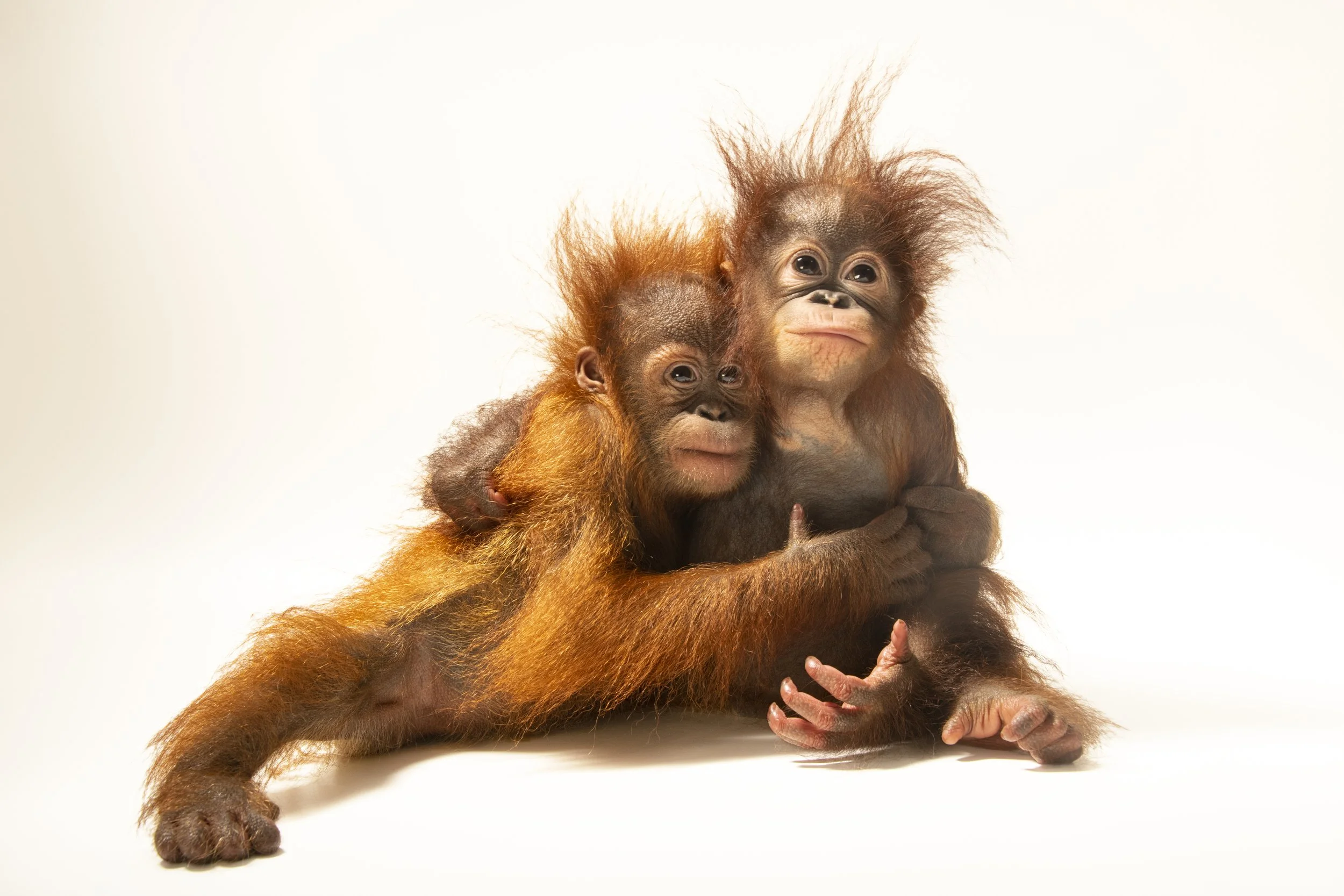 A Sumatran orangutan (Pongo abelii) and a Bornean orangutan (Pongo pygmaeus) cared for by the Taman Safari in Bogor, West Java, Indonesia.