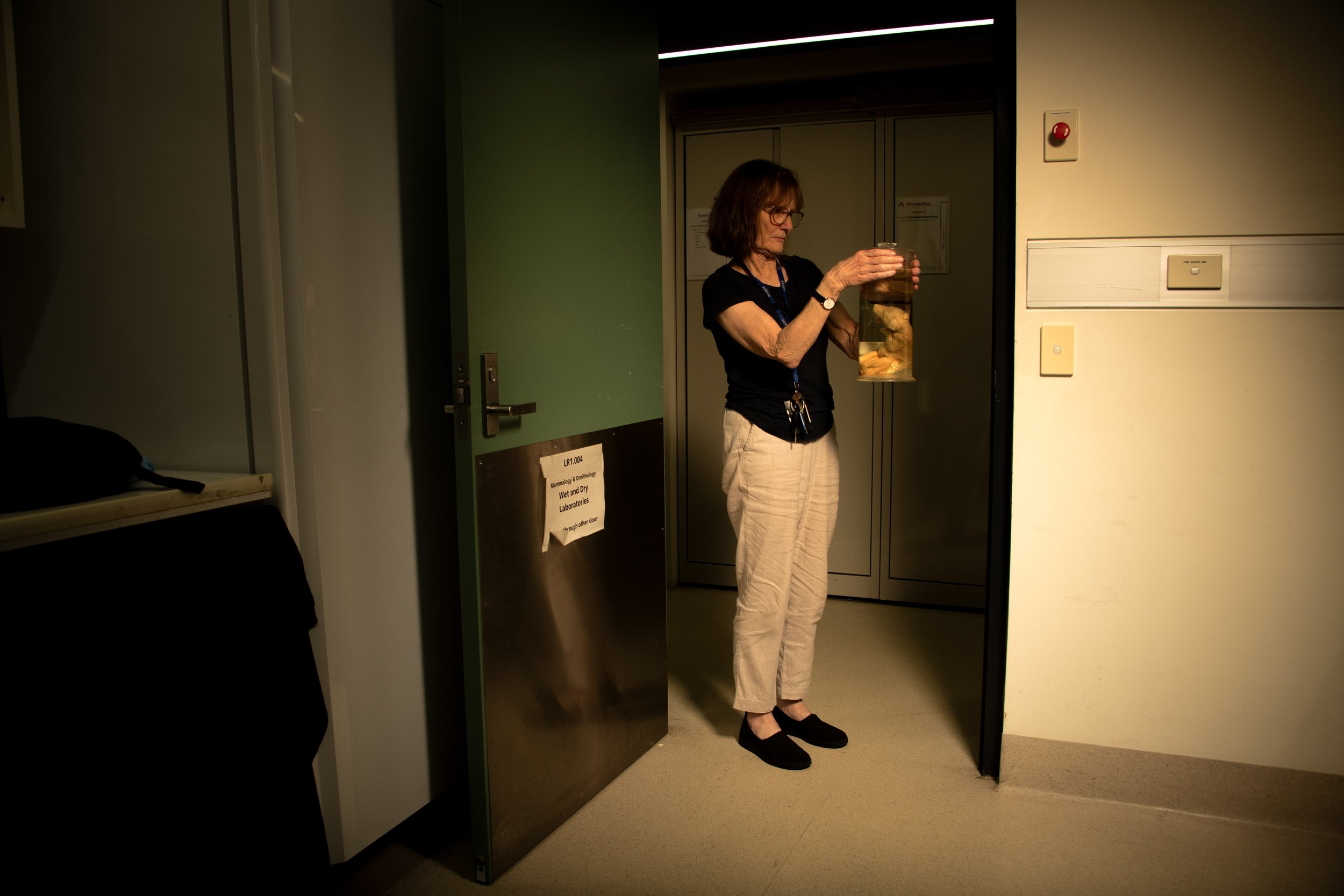 A woman standing in a doorway holding a large glass jar containing an extinct Thylacine pup floating in formula at the Australia Museum in Sydney, Australia, photographed by Cole Sartore for the Photo Ark in January of 2026.