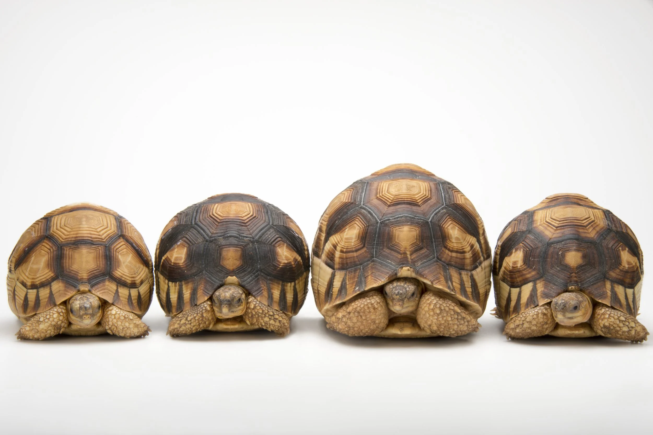 A row of critically endangered ploughshare tortoises (Astrochelys yniphora) at Zoo Atlanta.