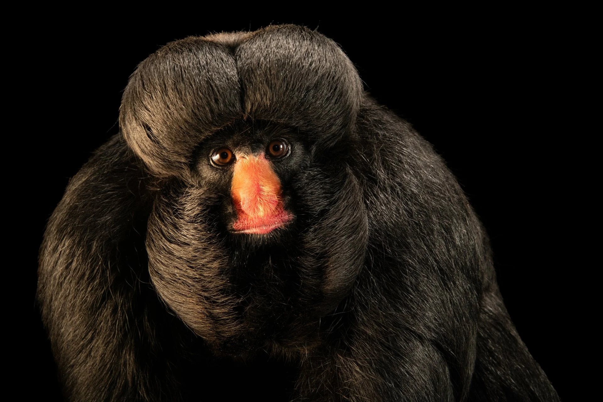 Front view of a Red-nosed saki monkey on a black background at Eco Park Foz in Foz do Iguaçu, Brazil for the Photo Ark in July of 2026.