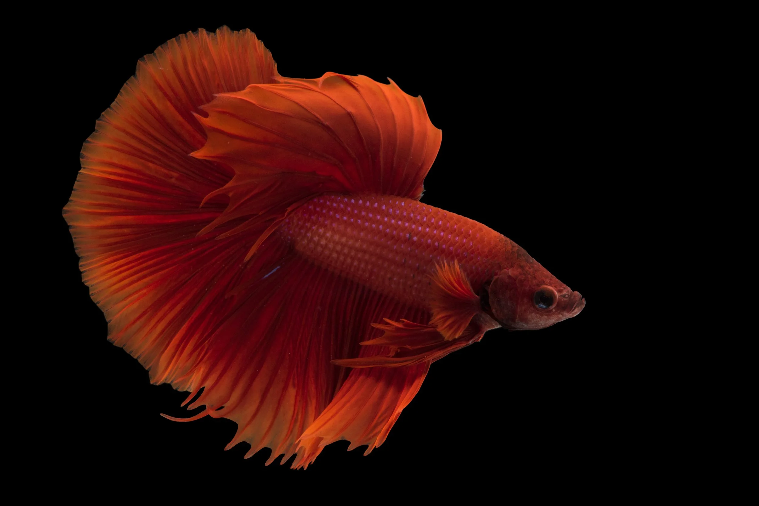 A vulnerable Siamese fighting fish or betta (Betta splendens) in Lincoln, Nebraska.