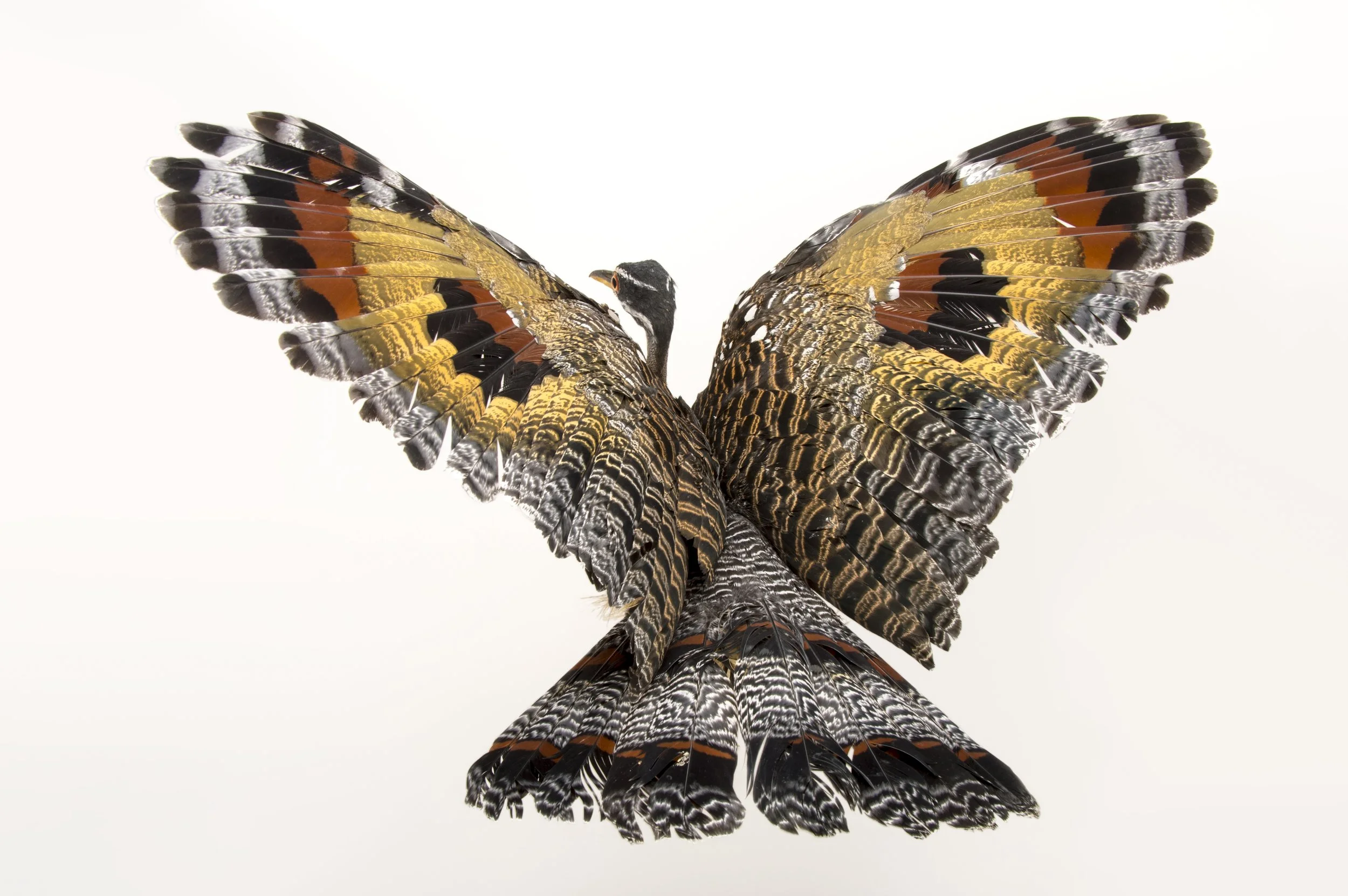 A sunbittern (Eurypyga helias ) at the Cincinnati Zoo.